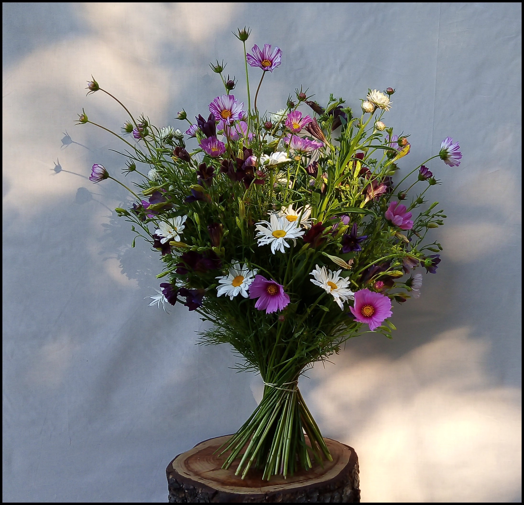 Cosmos Salpiglossis Gomphréna Immortelle Marguerite