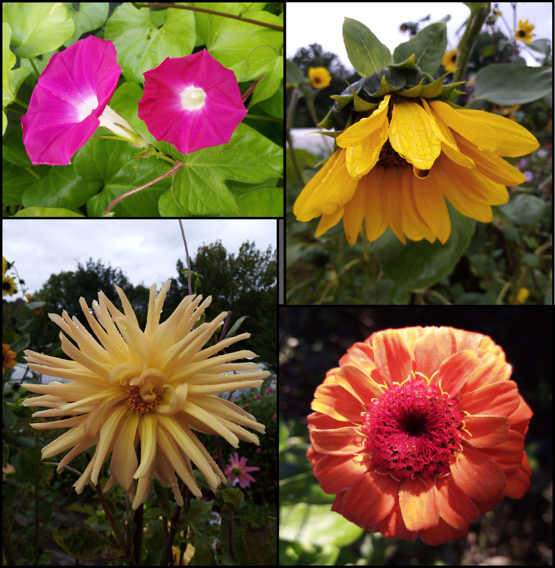 Montage de photos de Fleurs