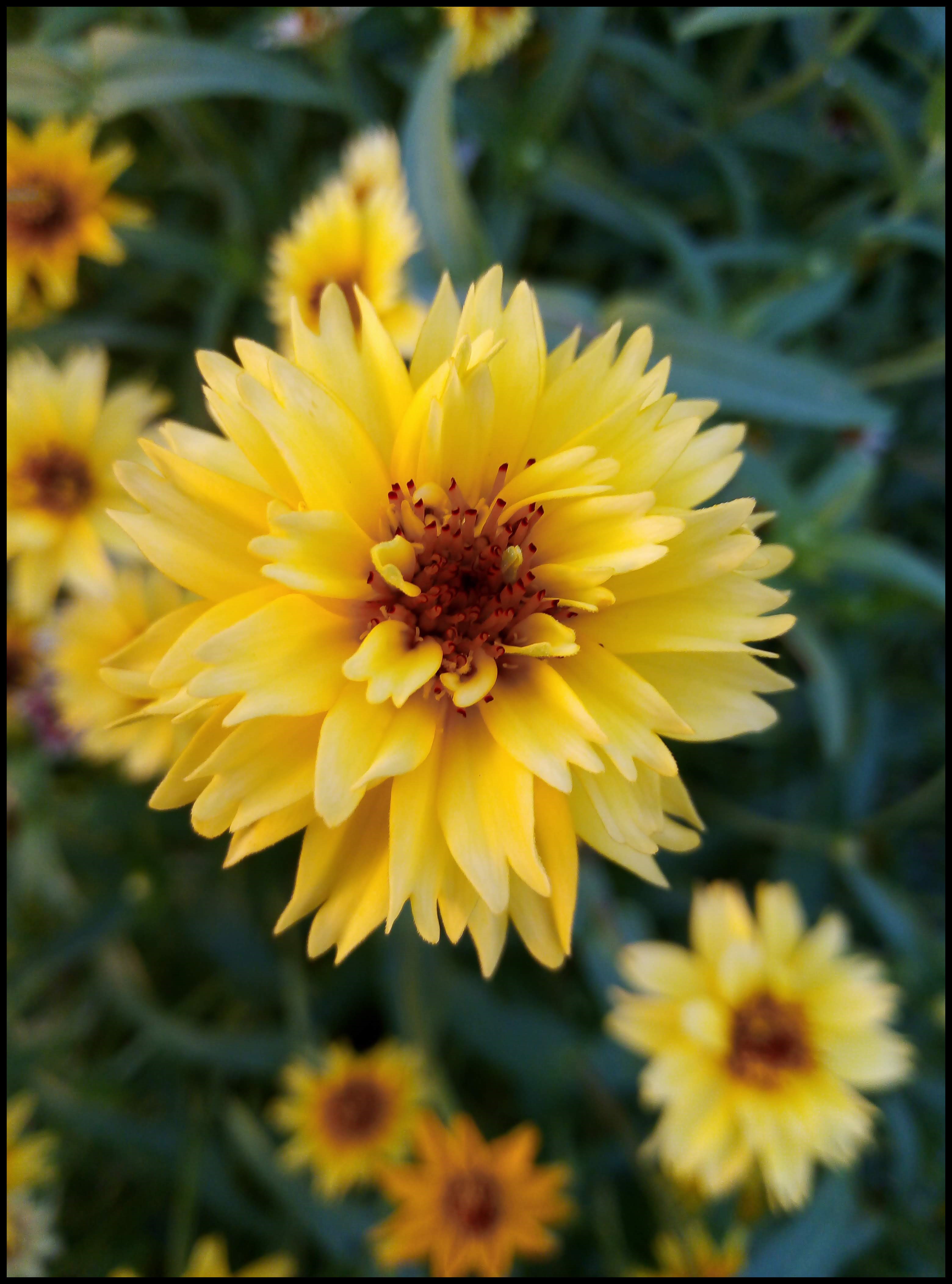 Image de Fleurs