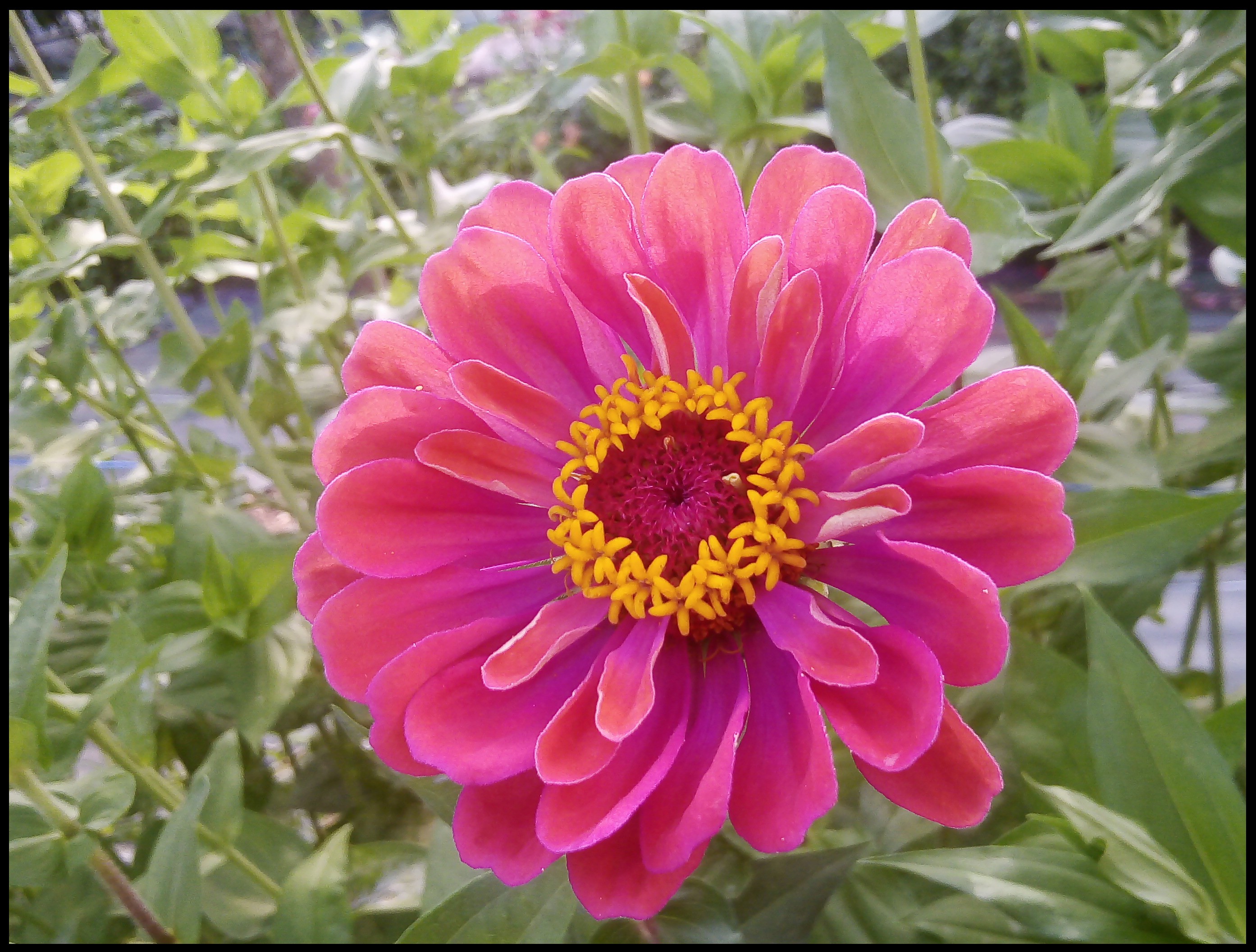 Image de Fleurs