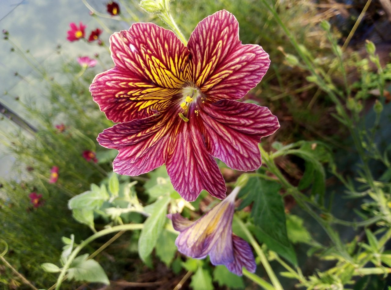 Salpiglossis