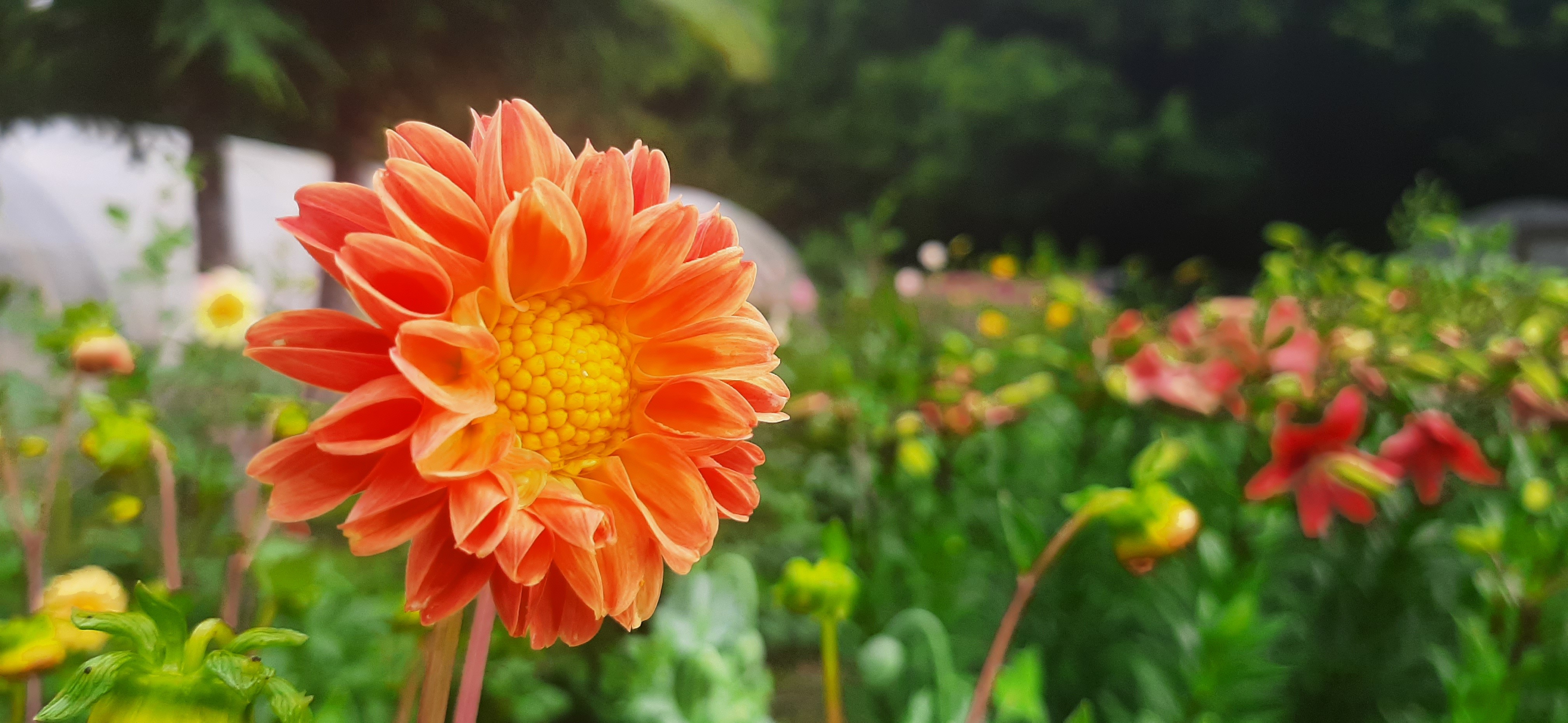 Montage de photos de Les Fleurs