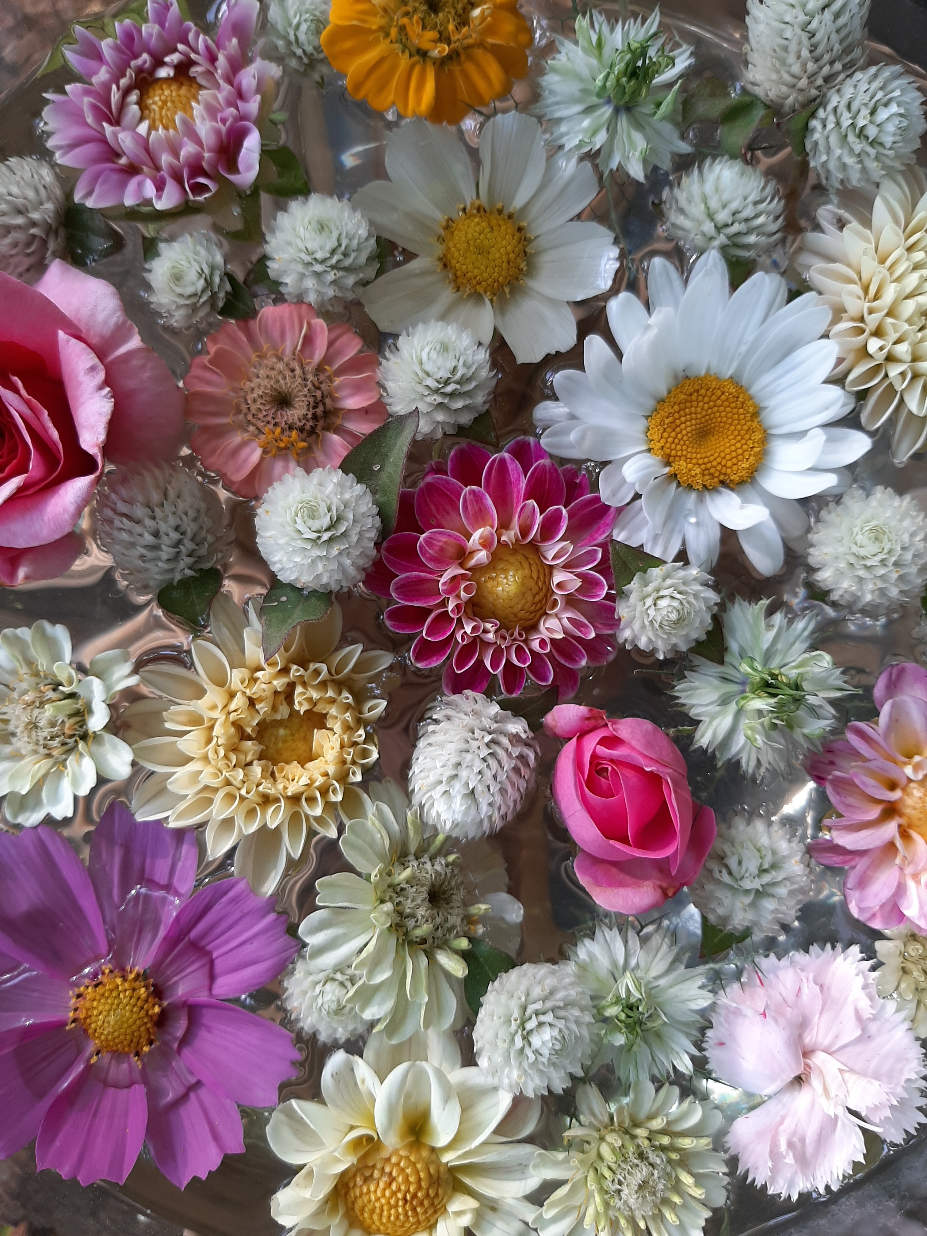 Marguerite Dahlia Gomphréna Zinnia Cosmos Rose Nigelle Oeillet