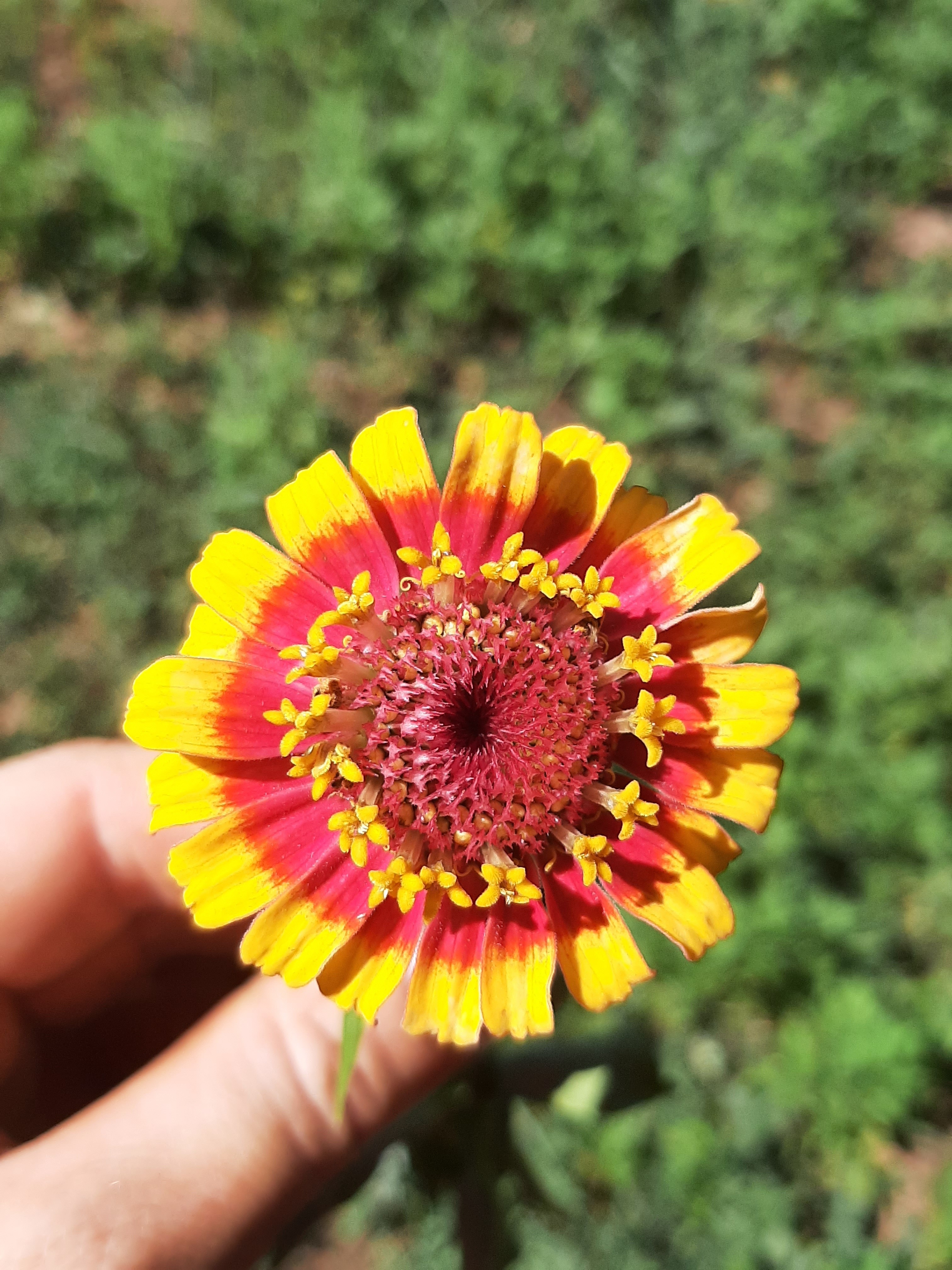 Zinnia