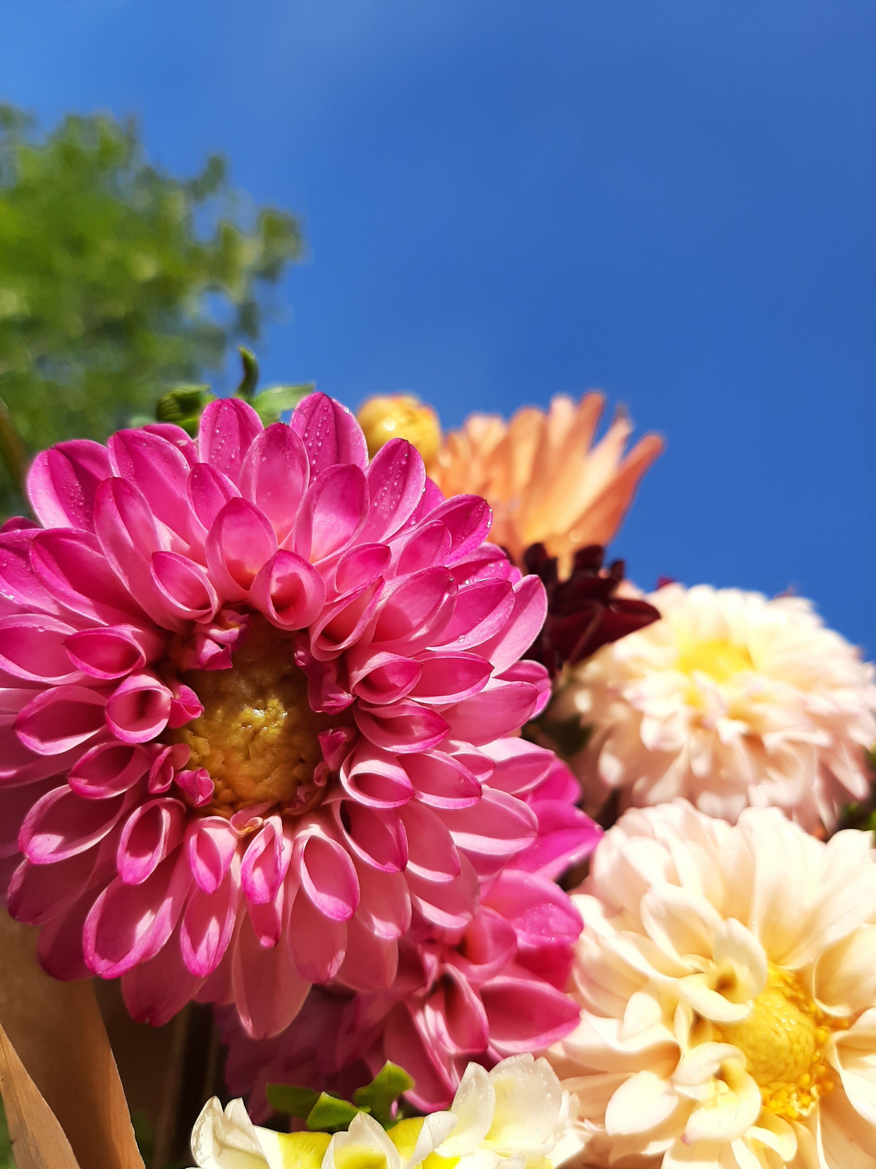 Dahlia