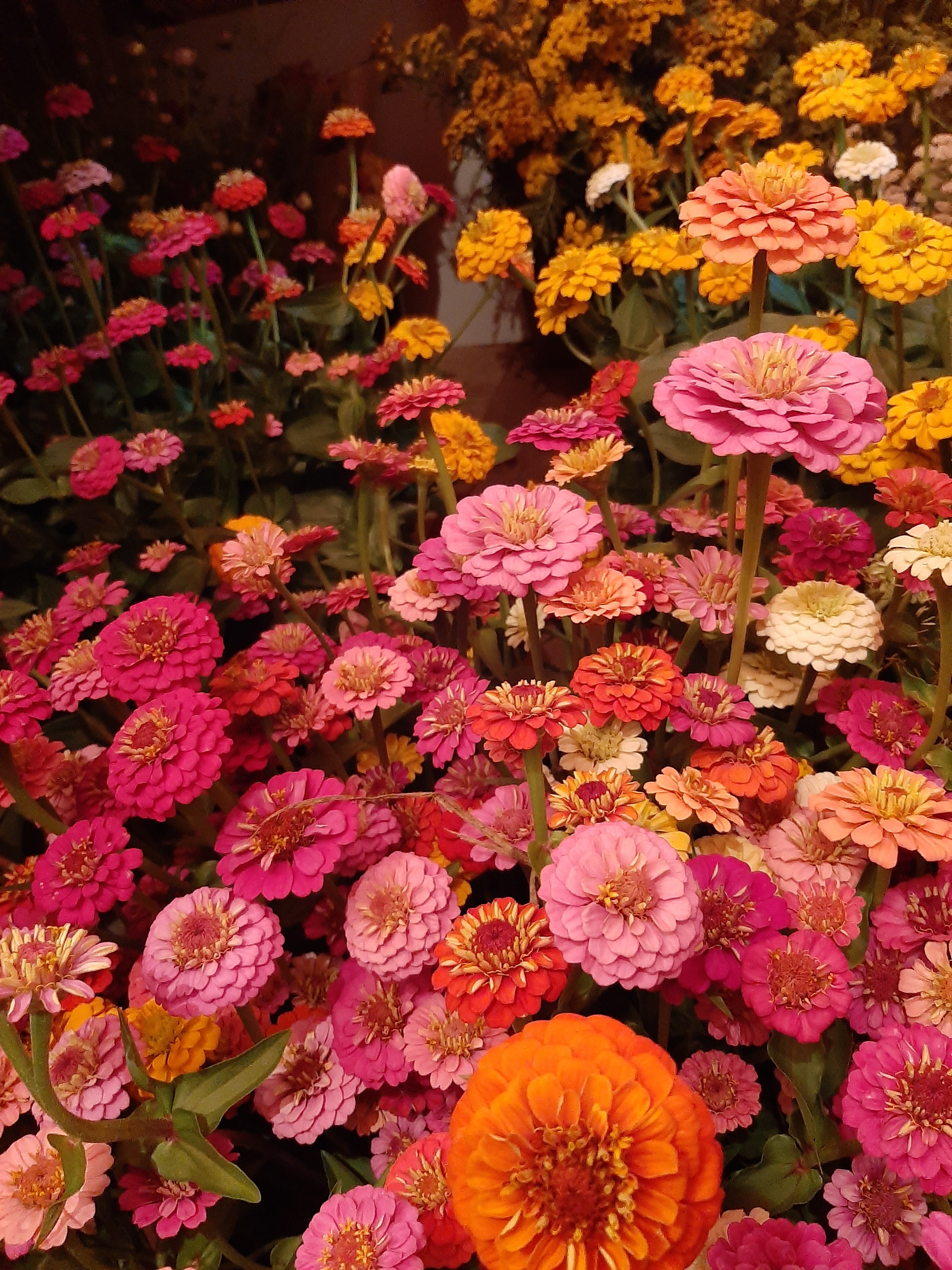 Zinnia