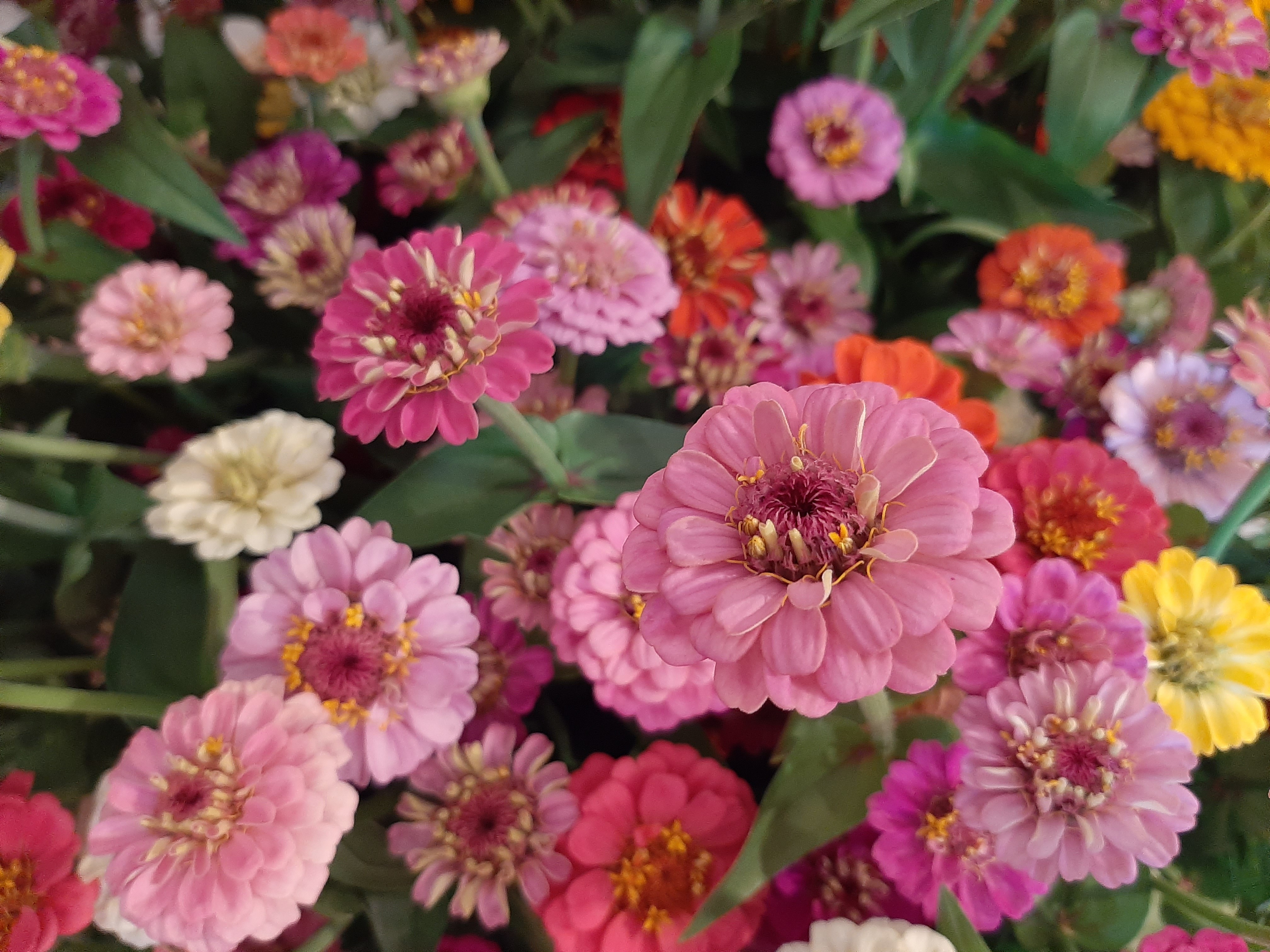 Zinnia