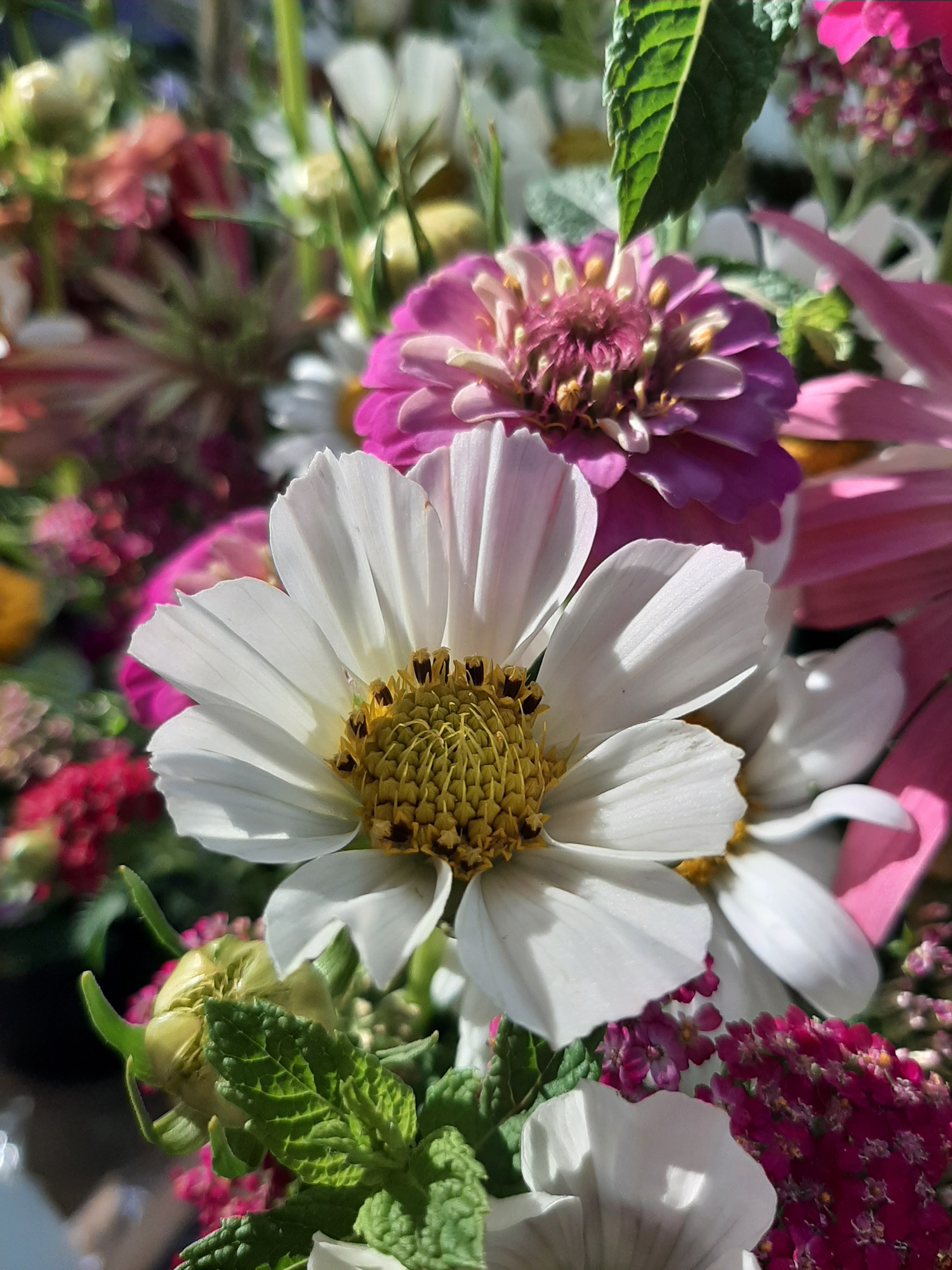 Cosmos Zinnia Achillée Menthe