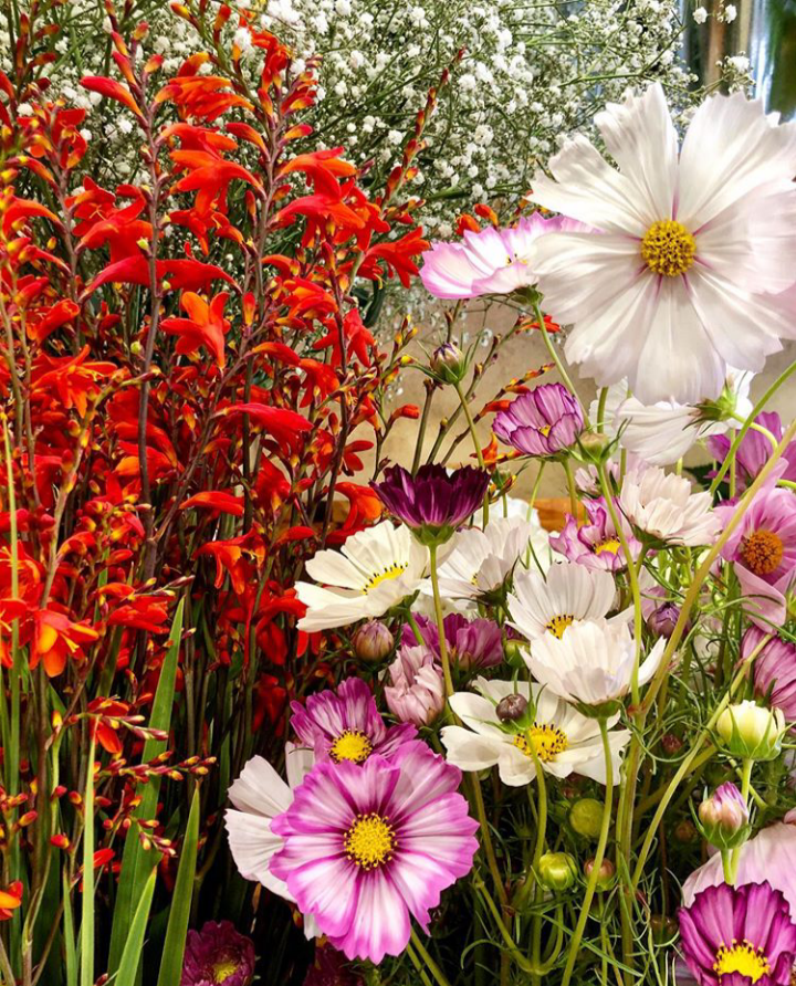 Cosmos Crocosmia Gypsophile