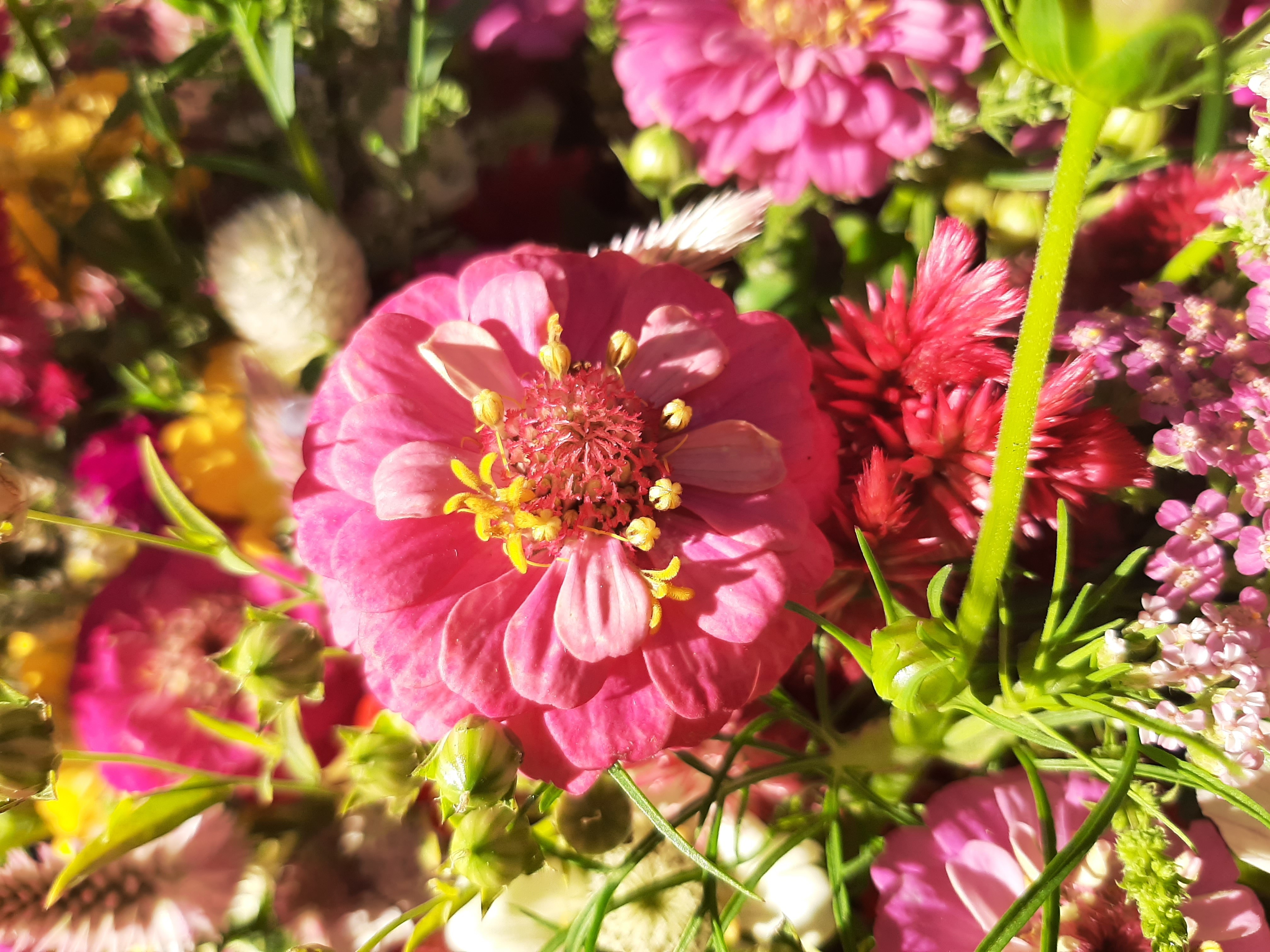 Zinnia Célosie Achillé Lin Cosmos