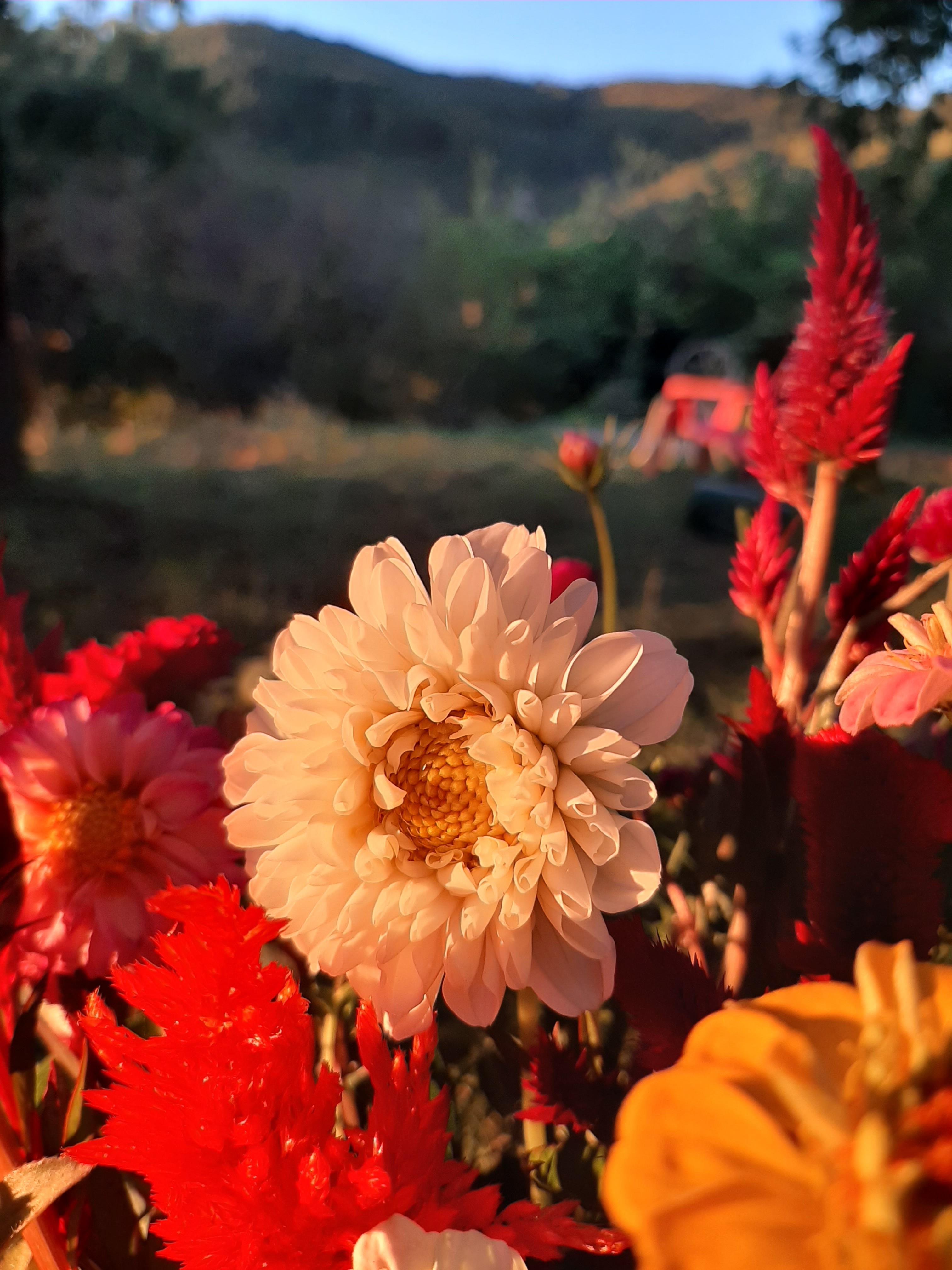 Dahlia Célosie Zinnia