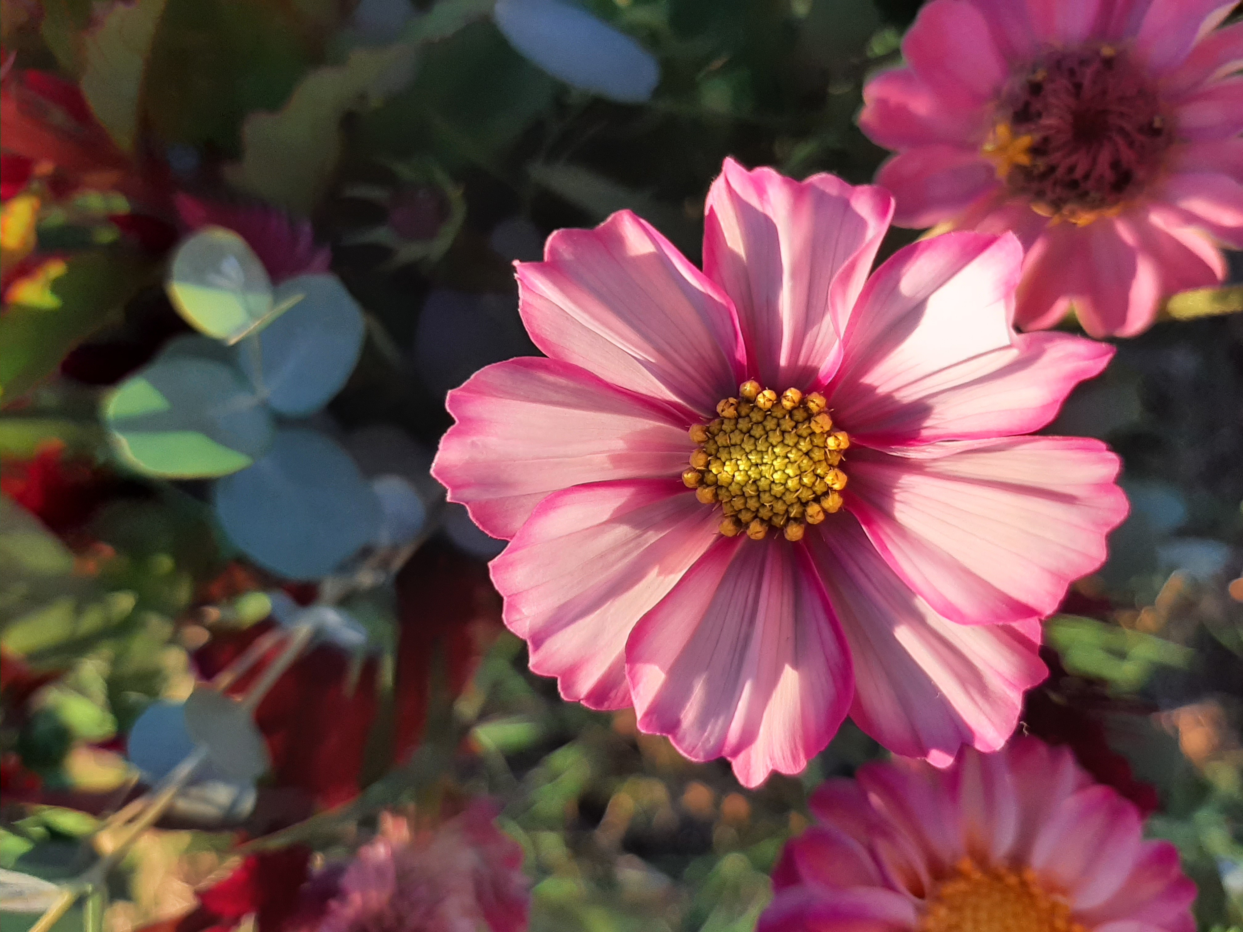 Cosmos Eucaliptus Dahlia Zinnia