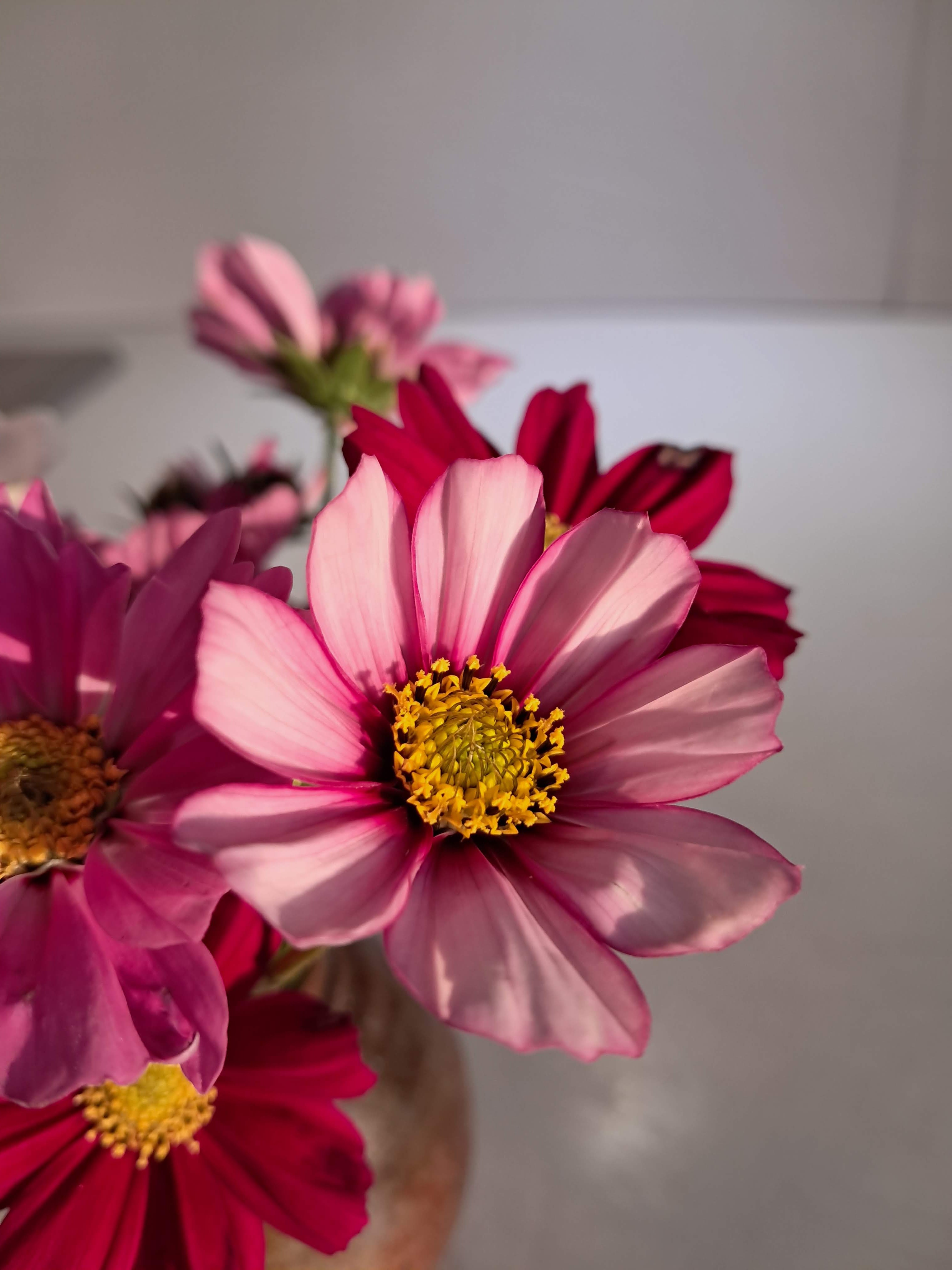 Cosmos