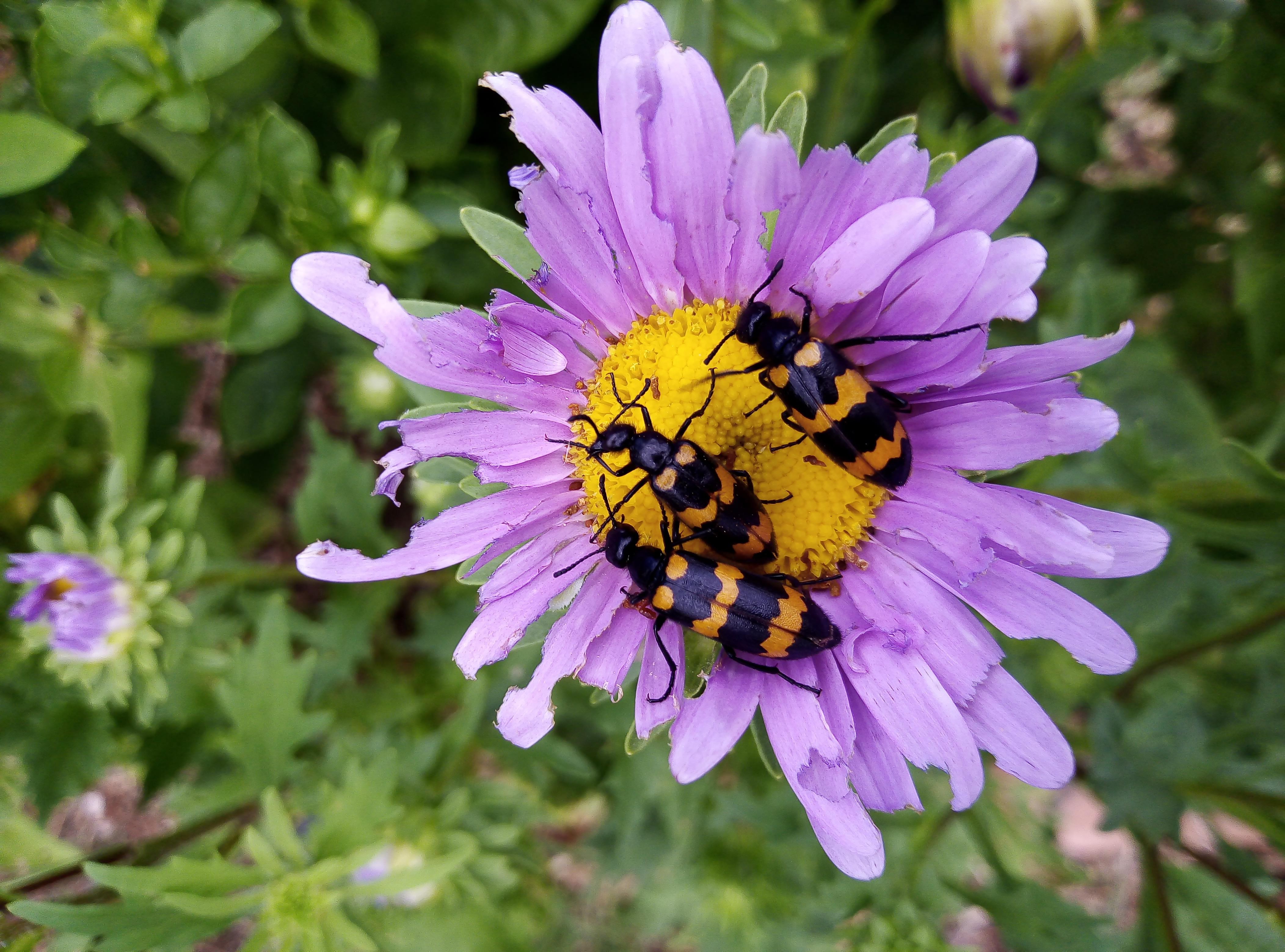 Reine Marguerite & Compagnie