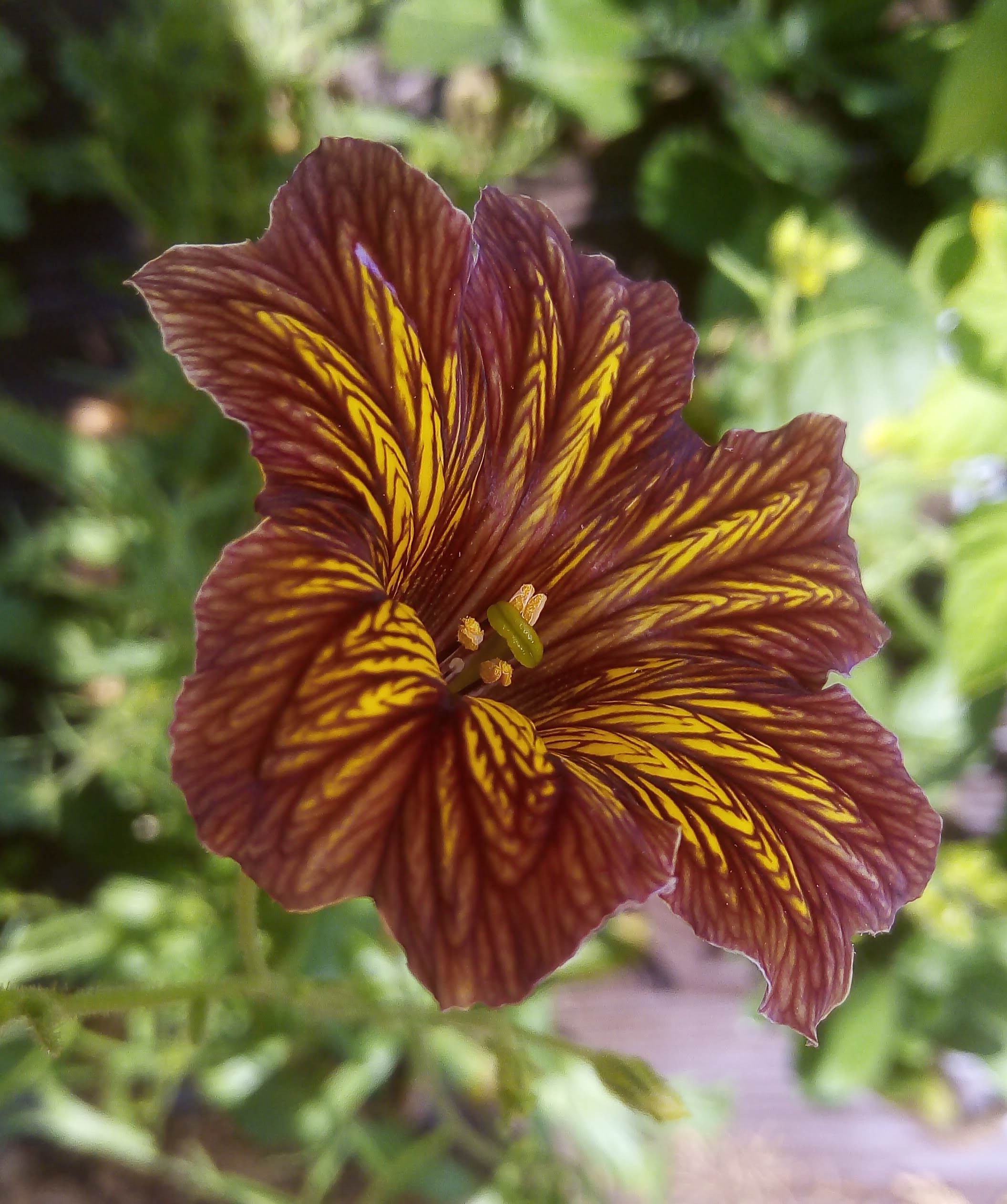 Salpiglossis