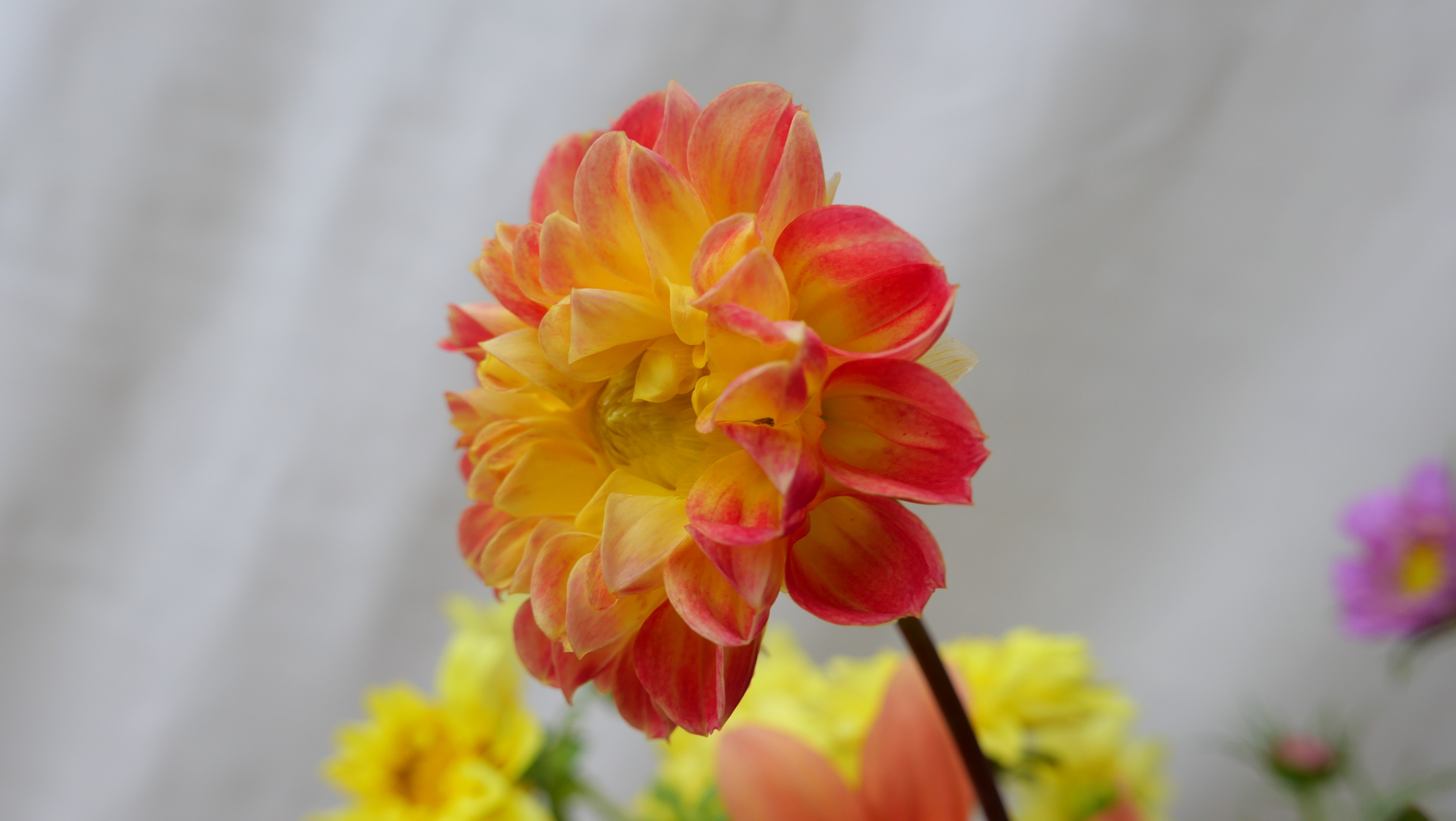 Dahlia