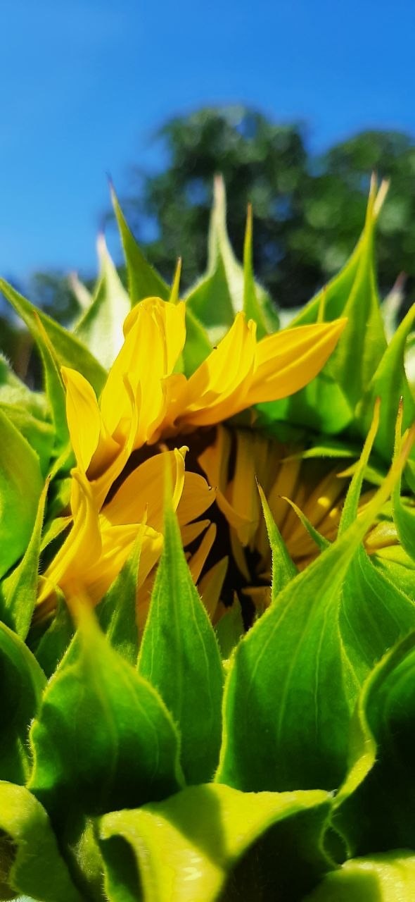 Tournesol