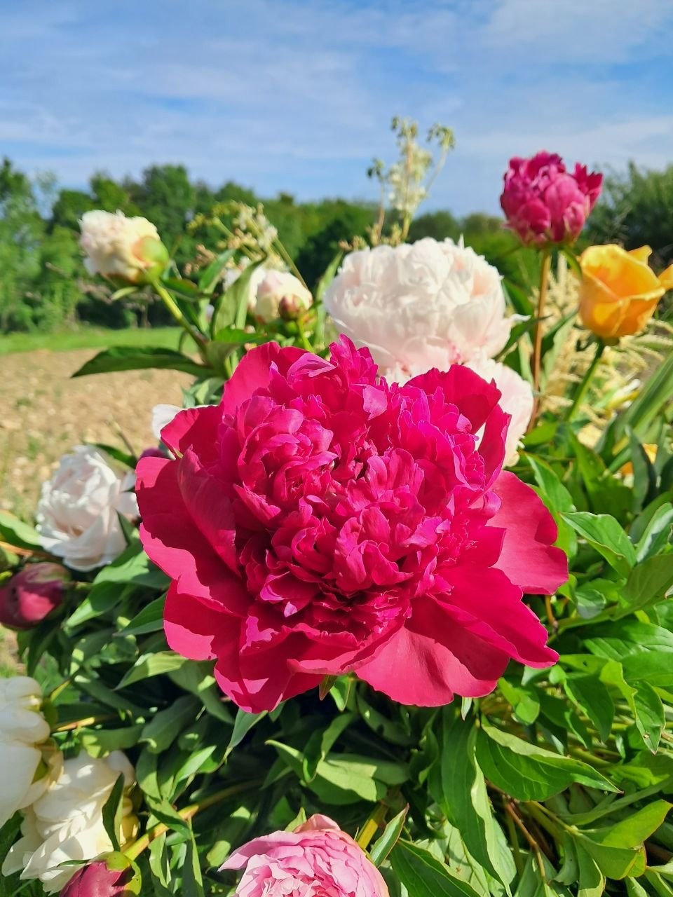 Pivoine Rose