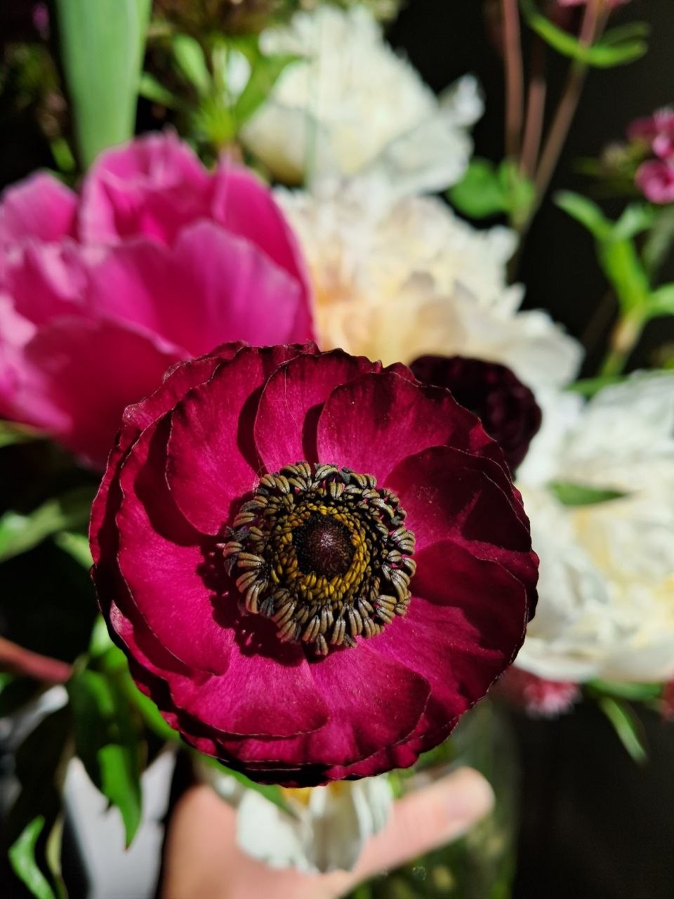 Renoncule Pivoine