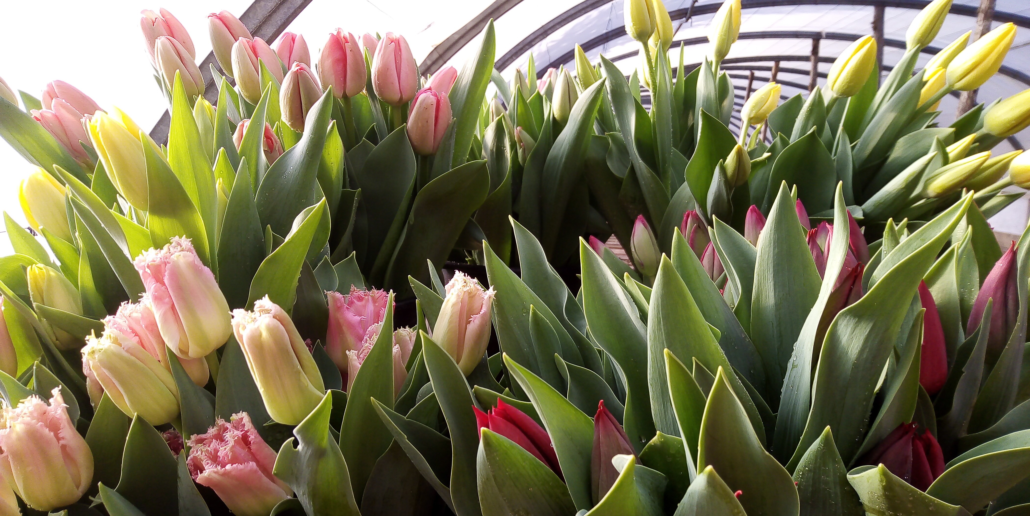 Tulipe