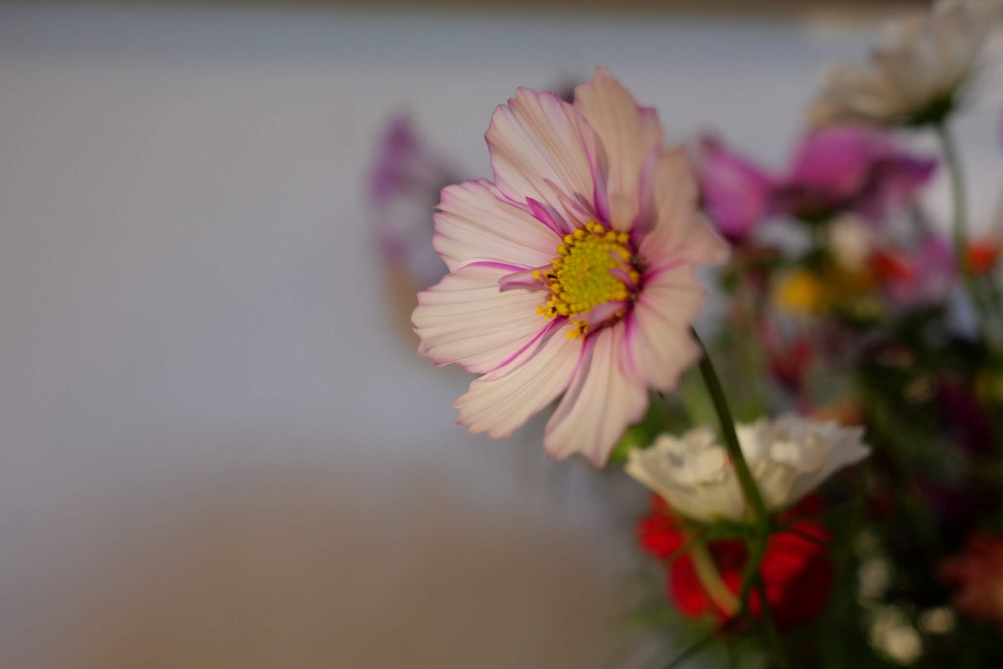 Cosmos