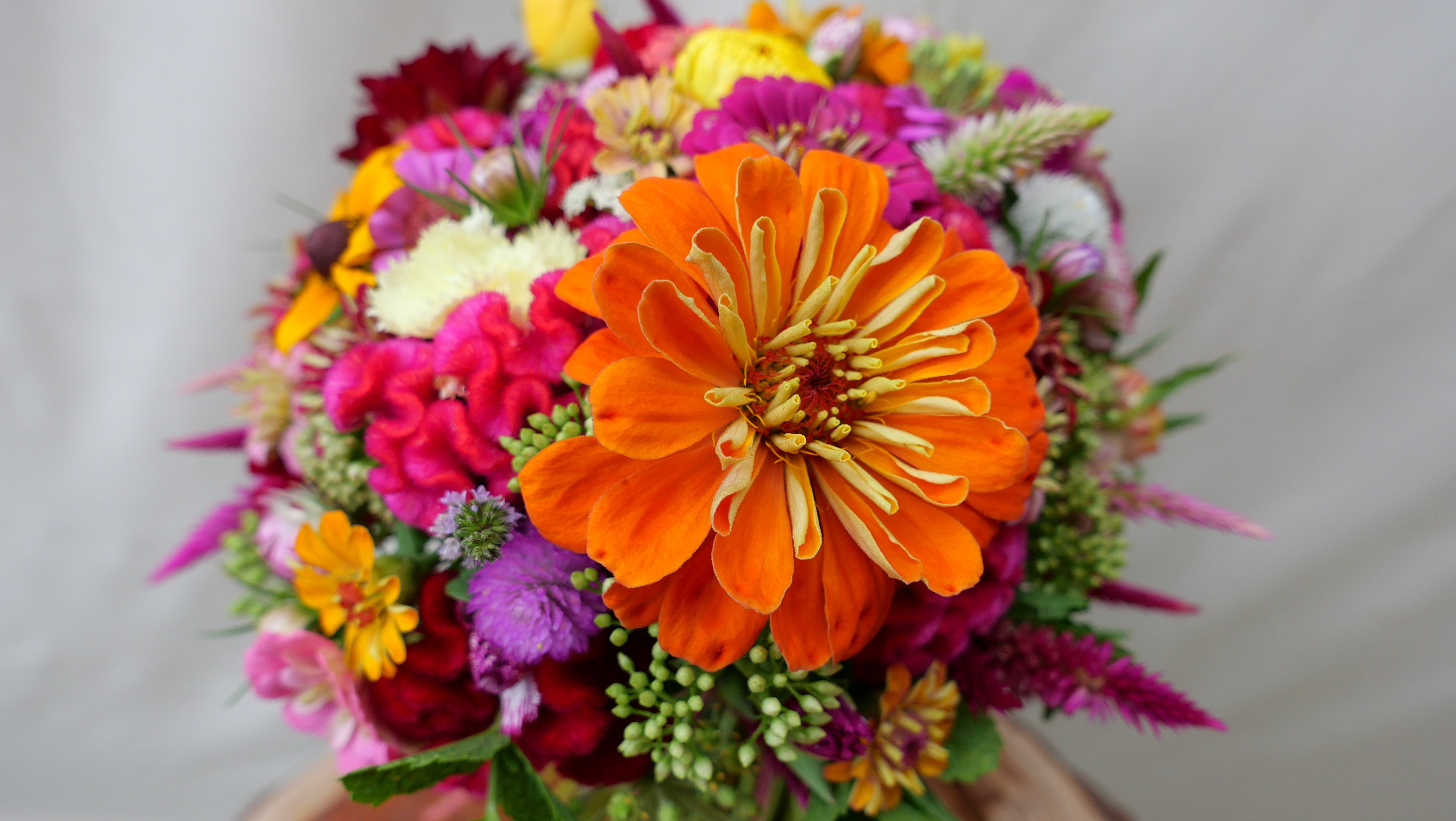 Zinnia Menthe Dahlia Gomphréna Oeillet Lierre Célosie Rudbeckia Comos Immortelle