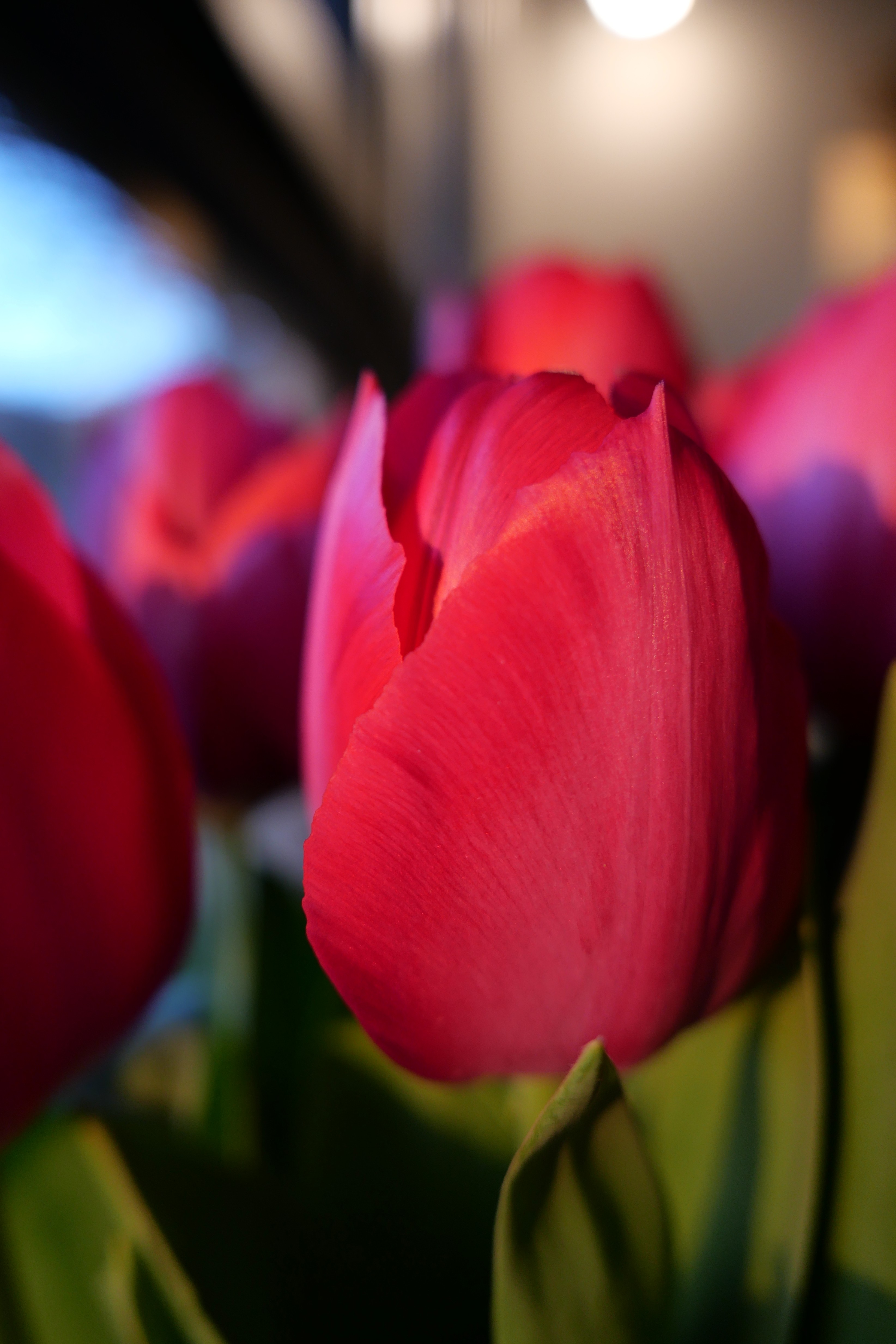 Tulipe