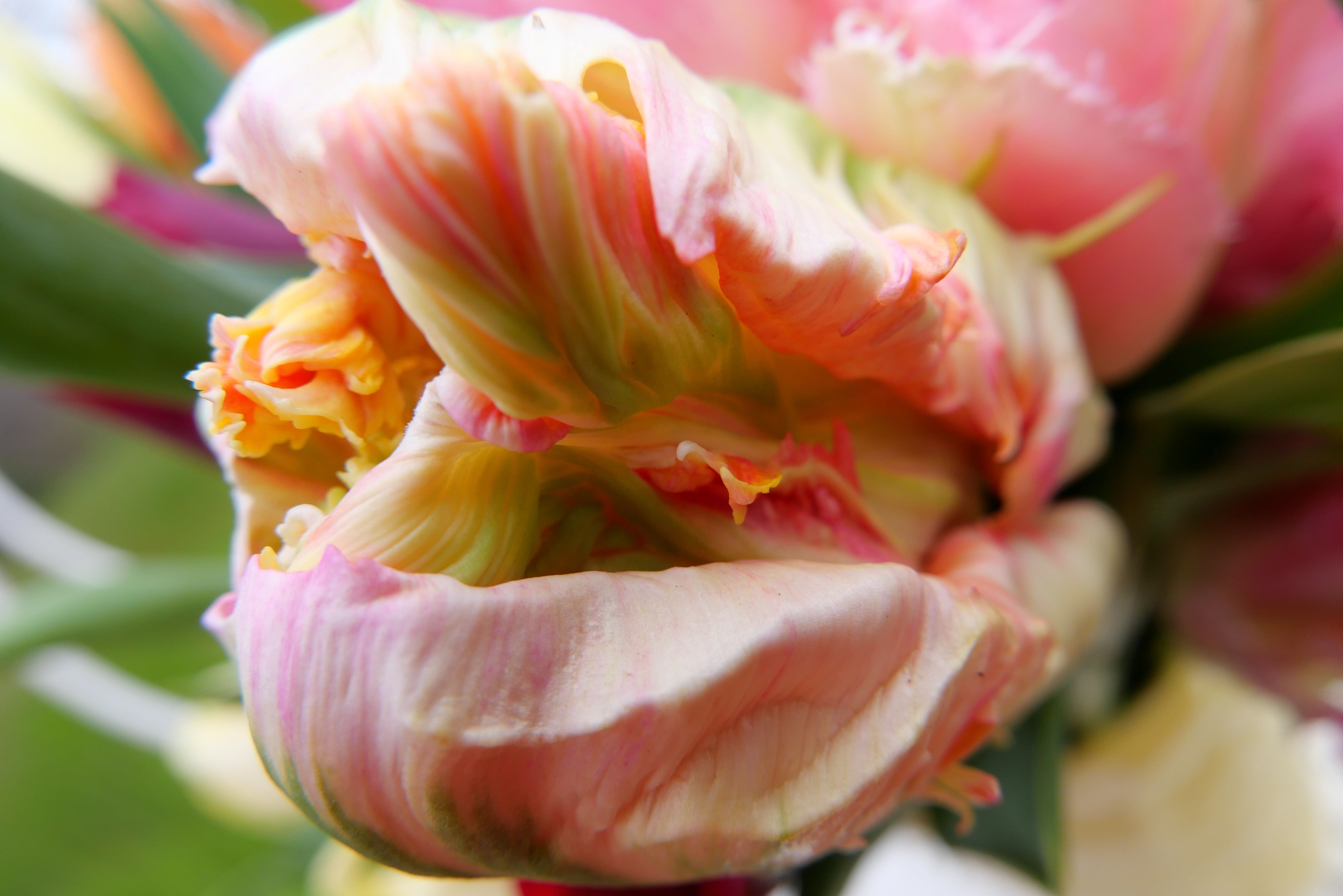 Tulipe