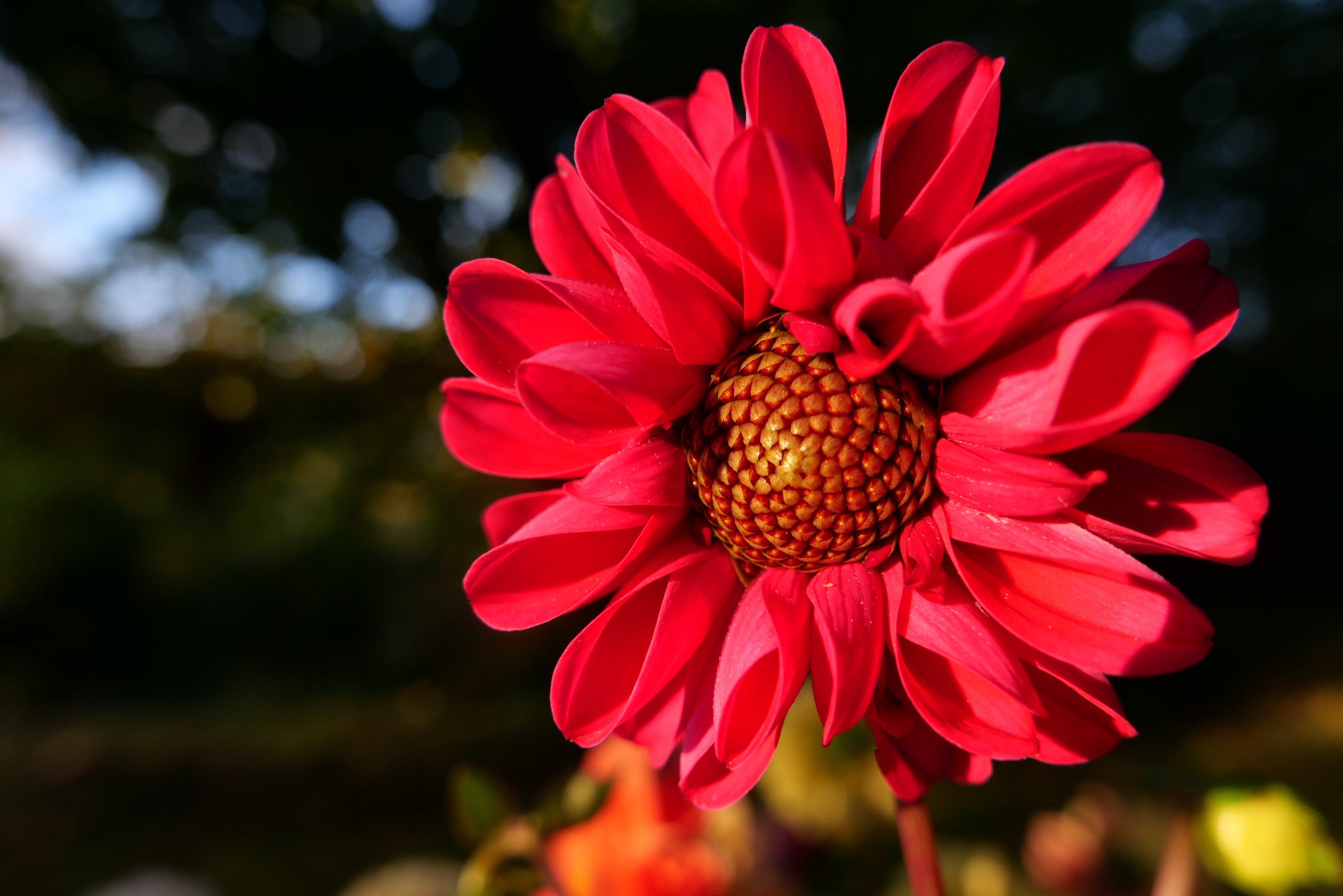 Dahlia