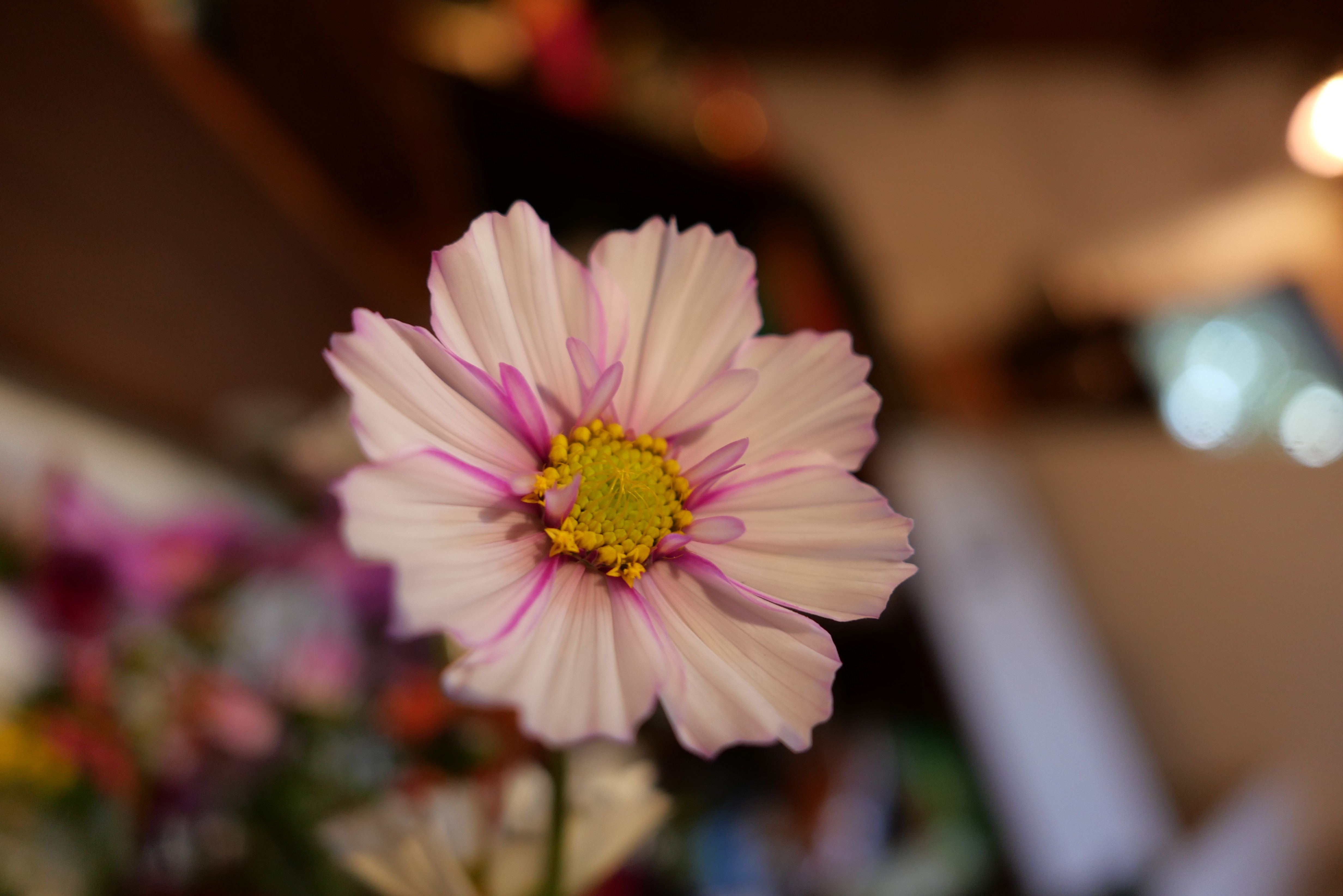 Cosmos