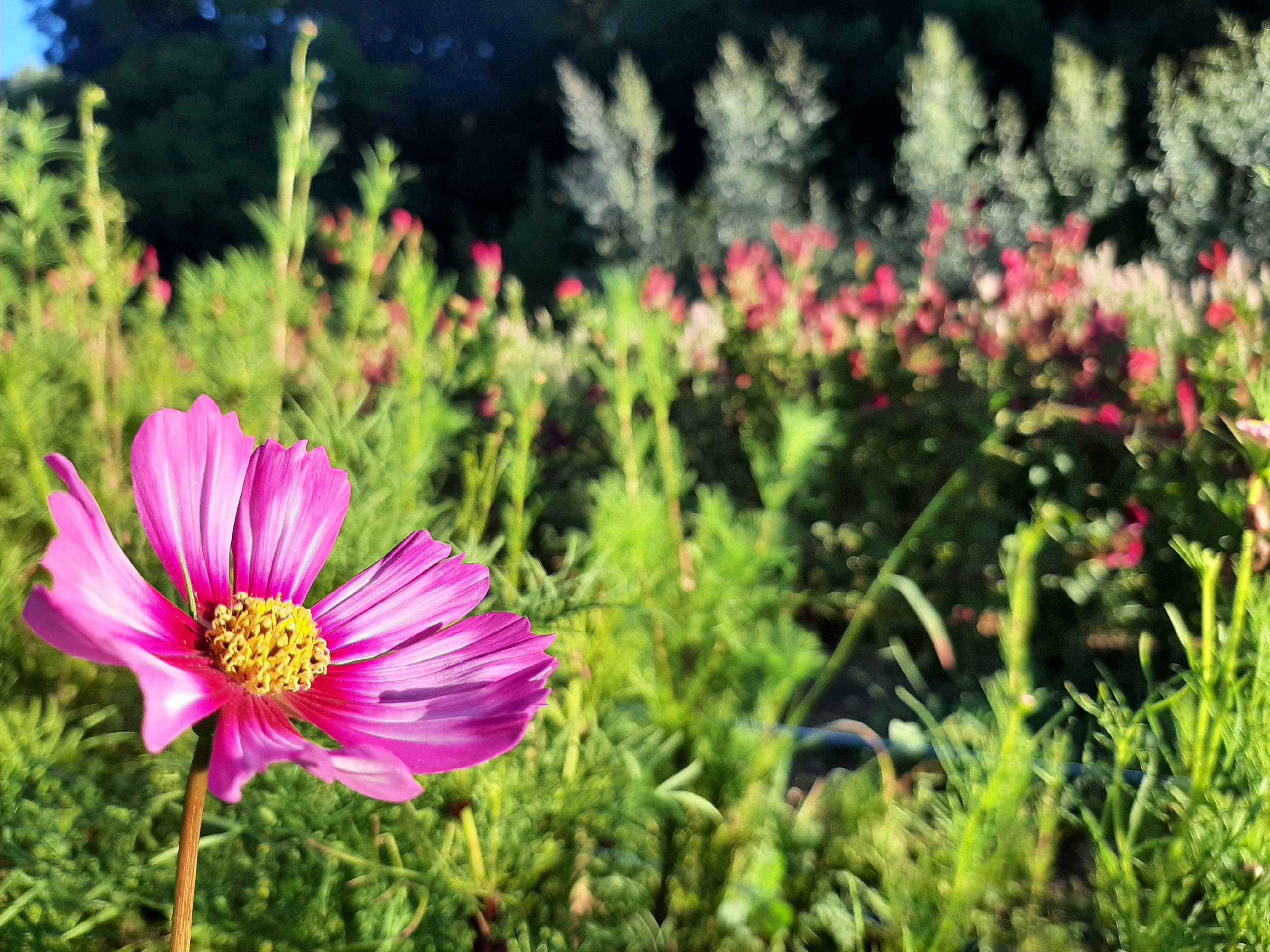 Cosmos Célosie Eucaliptus