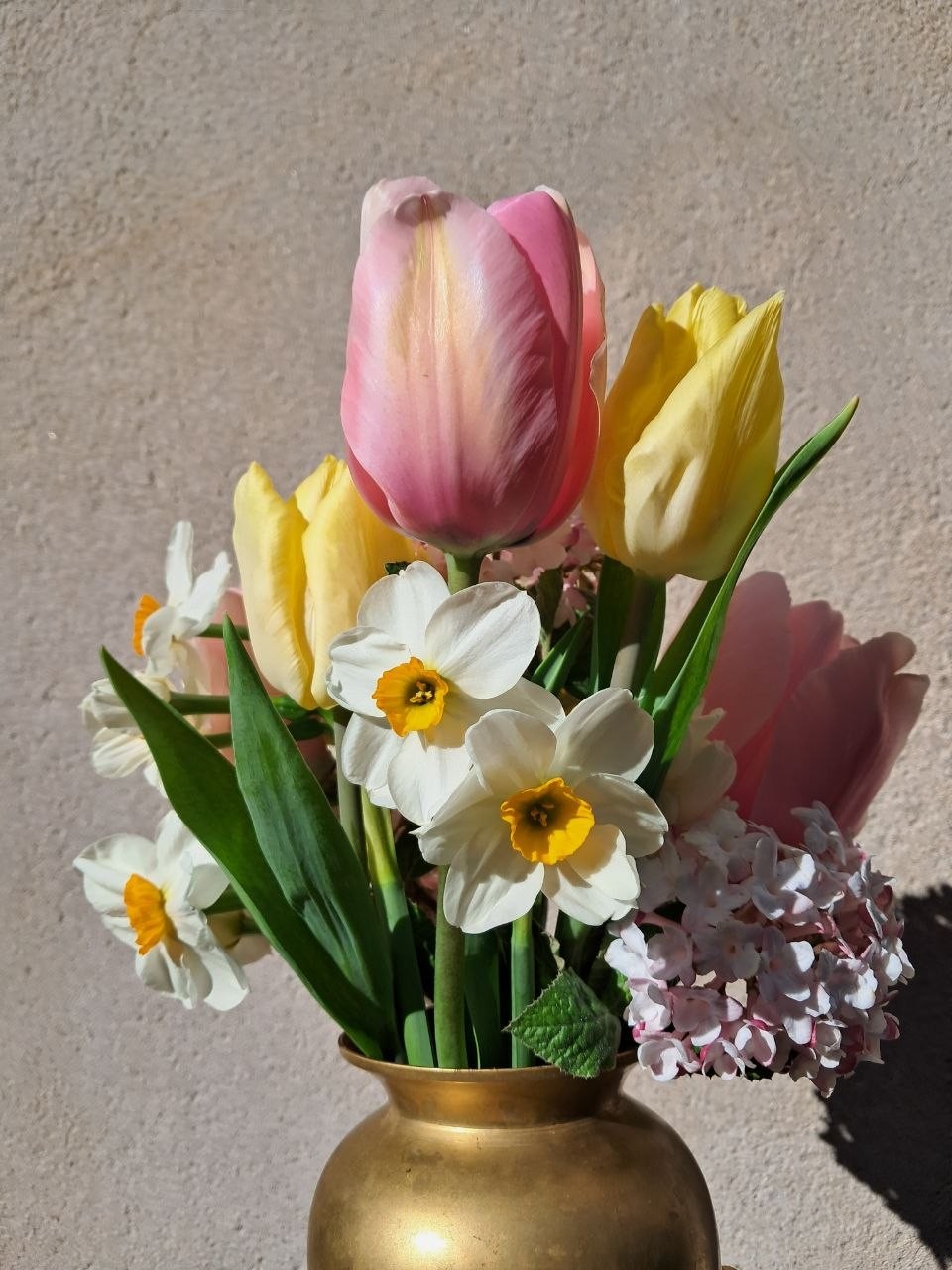 Tulipe Narcisse Viorne