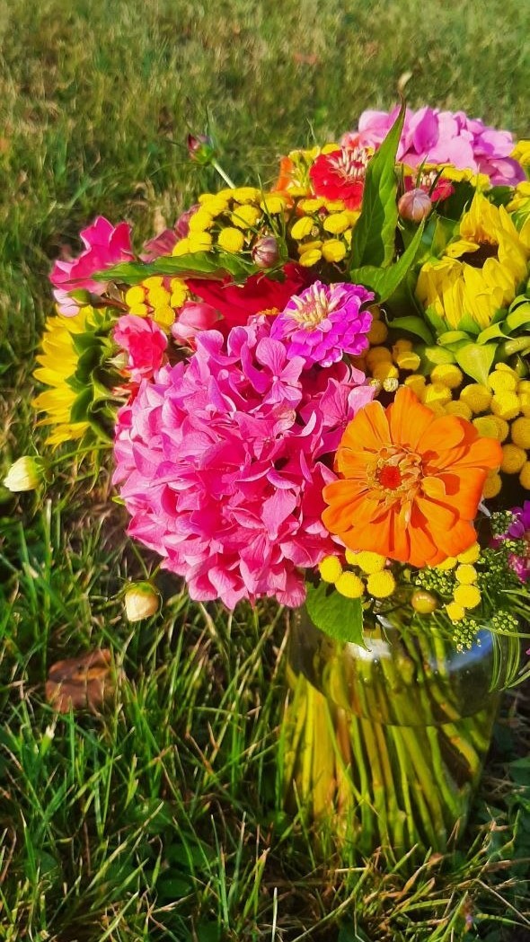 Hortensia Zinnia Tanaisie Tournesol Cosmos