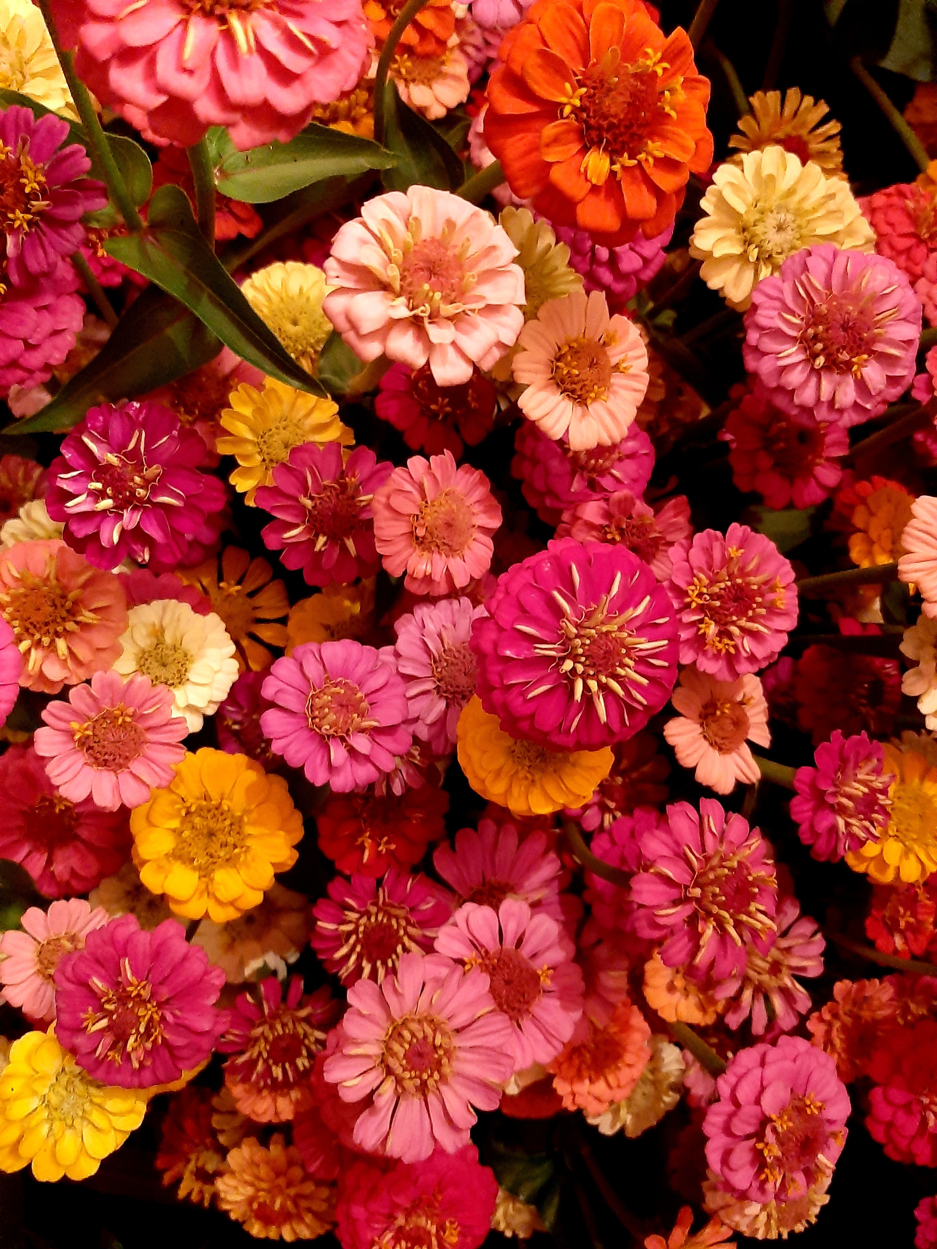 Zinnia