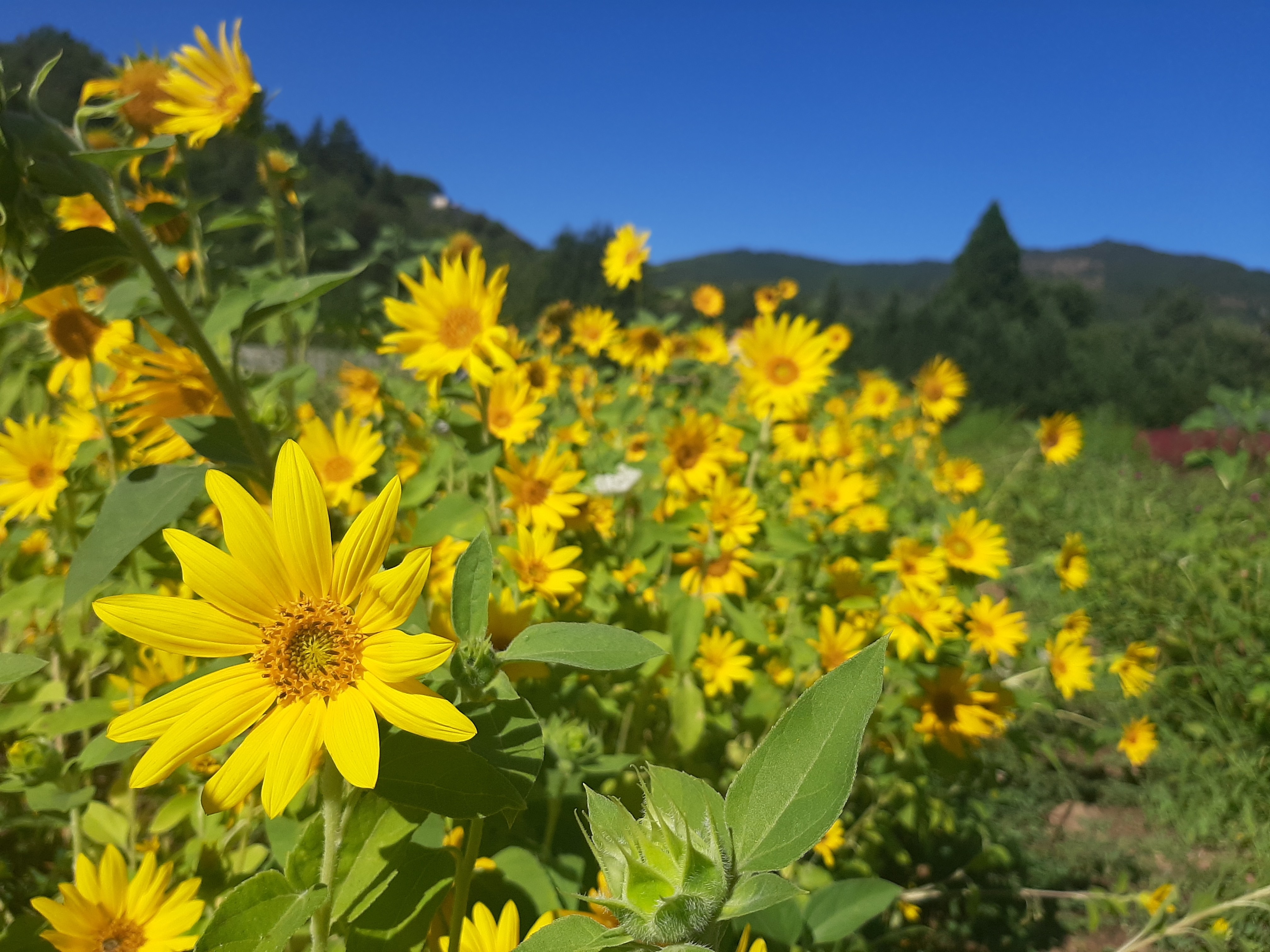 Tournesol