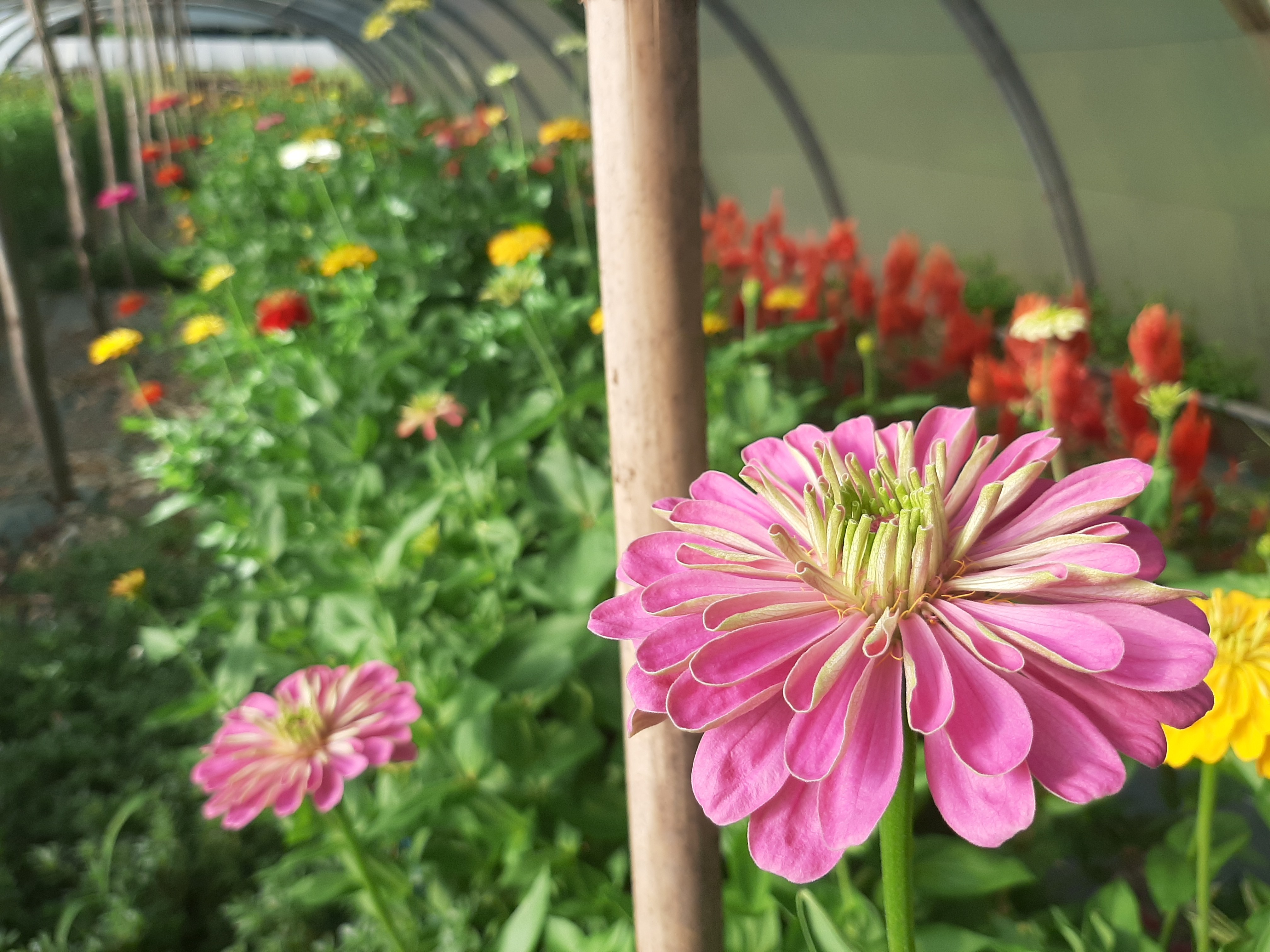 Zinnia Célosie