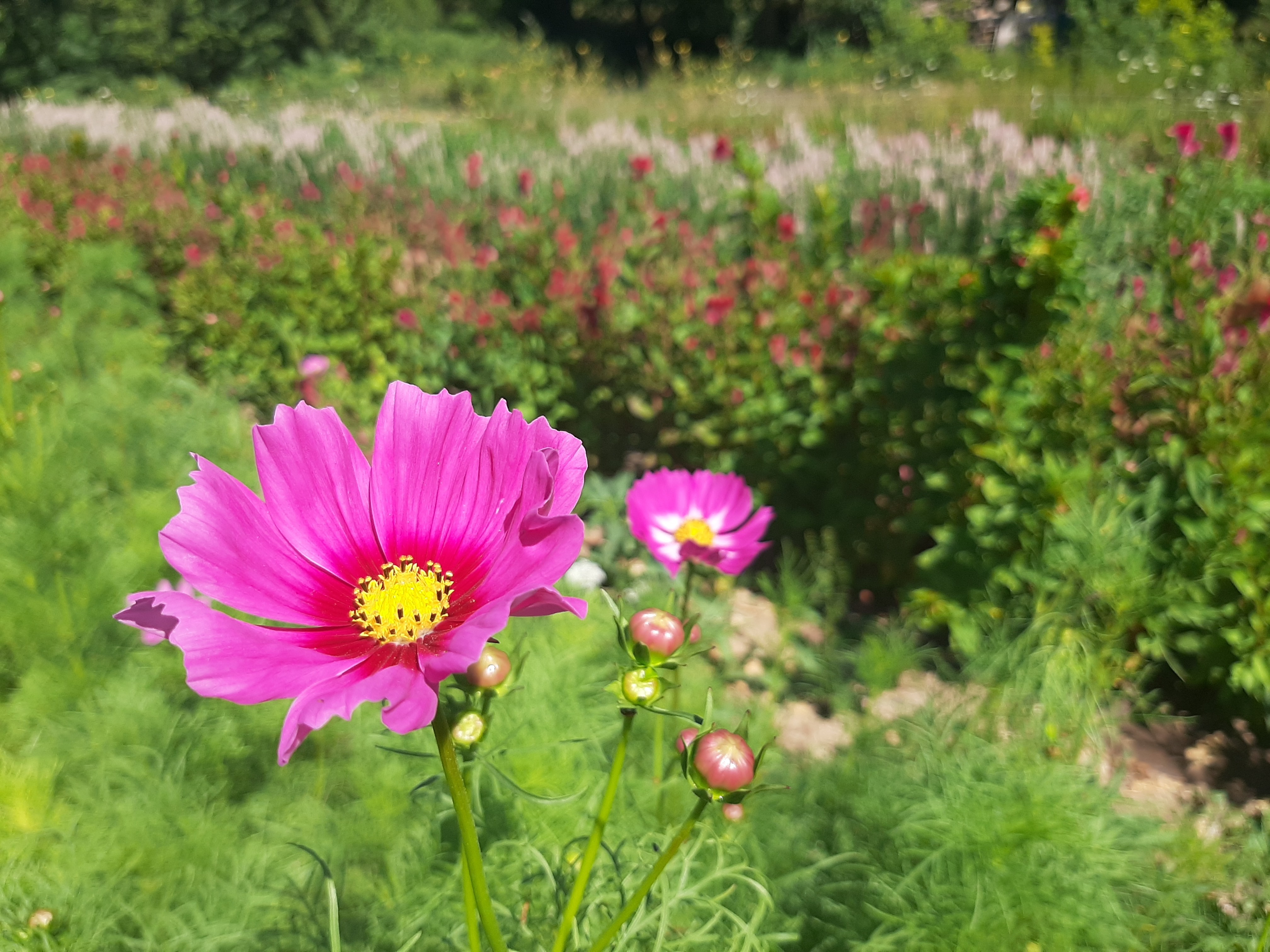 Cosmos Célosie