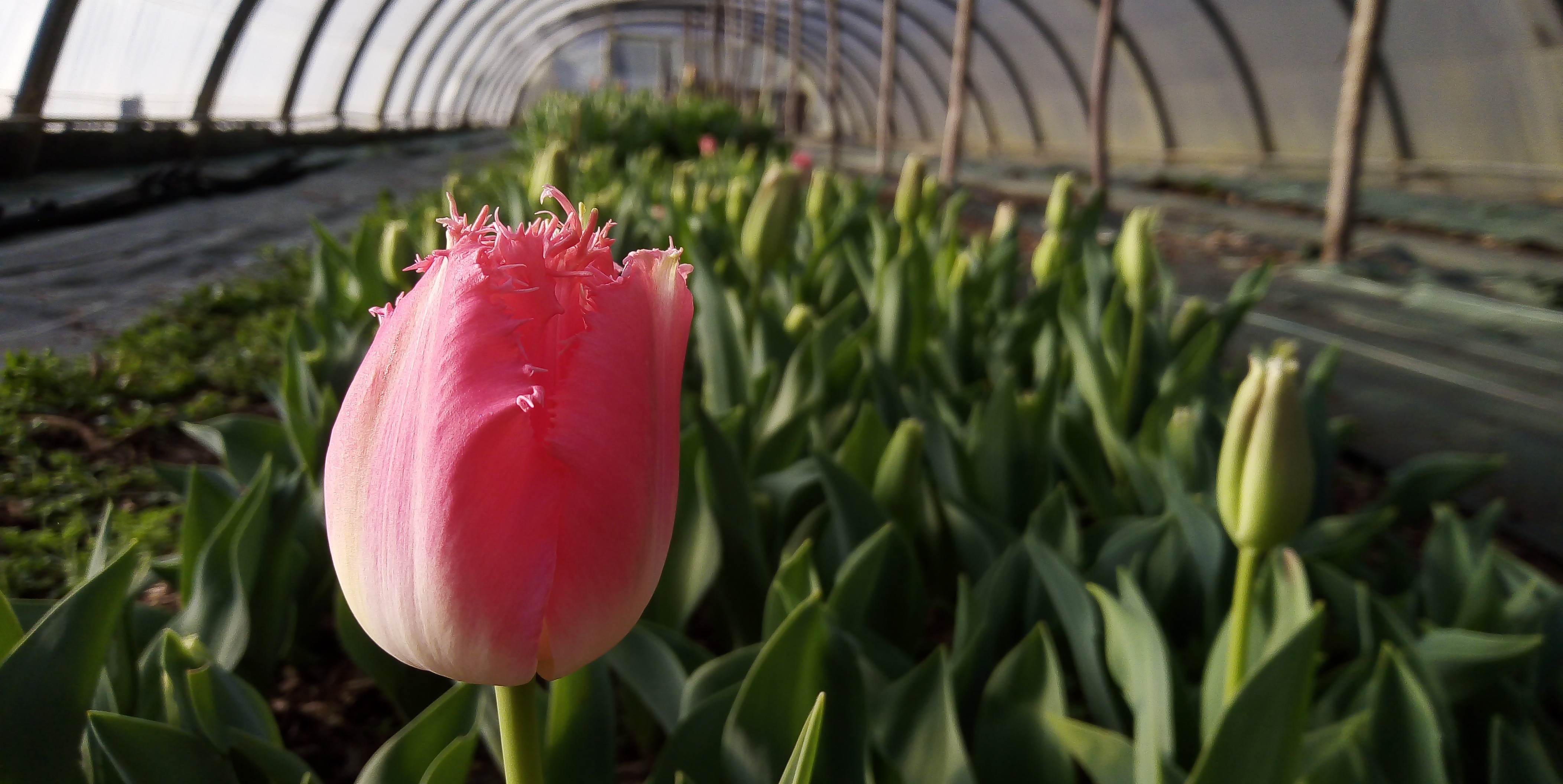 Tulipe
