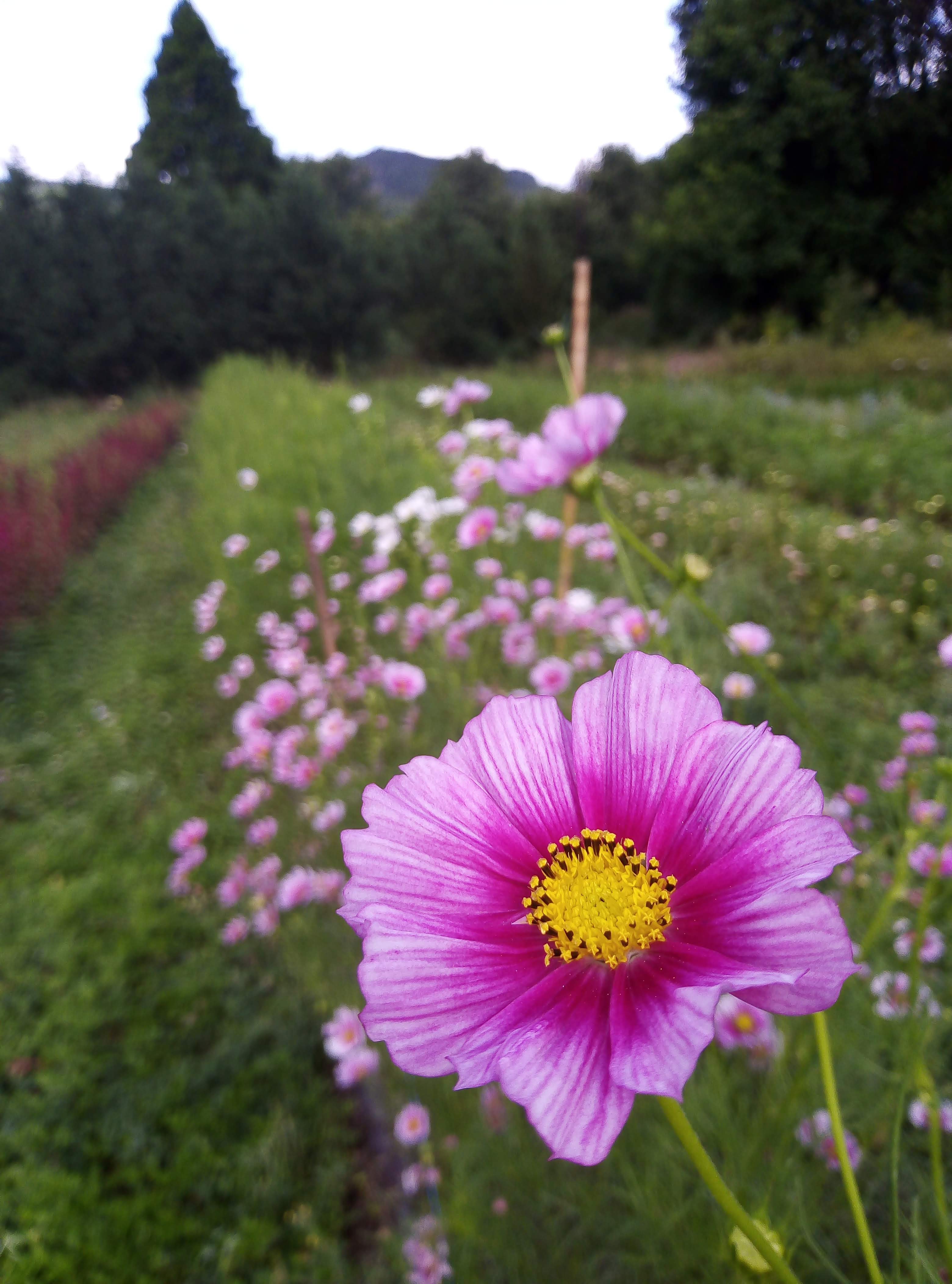 Cosmos