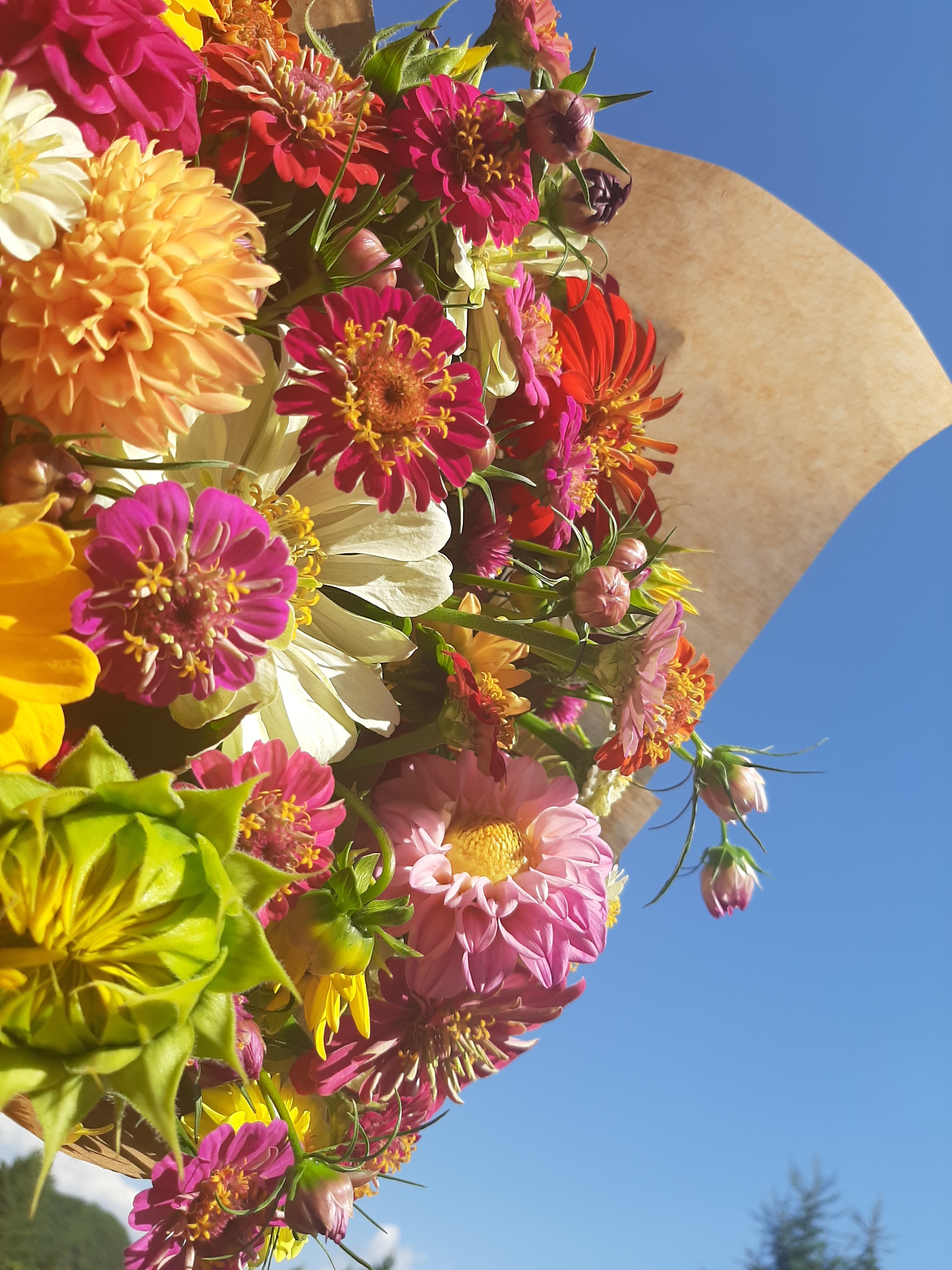 Zinnia Tournesol Dahlia Cosmos