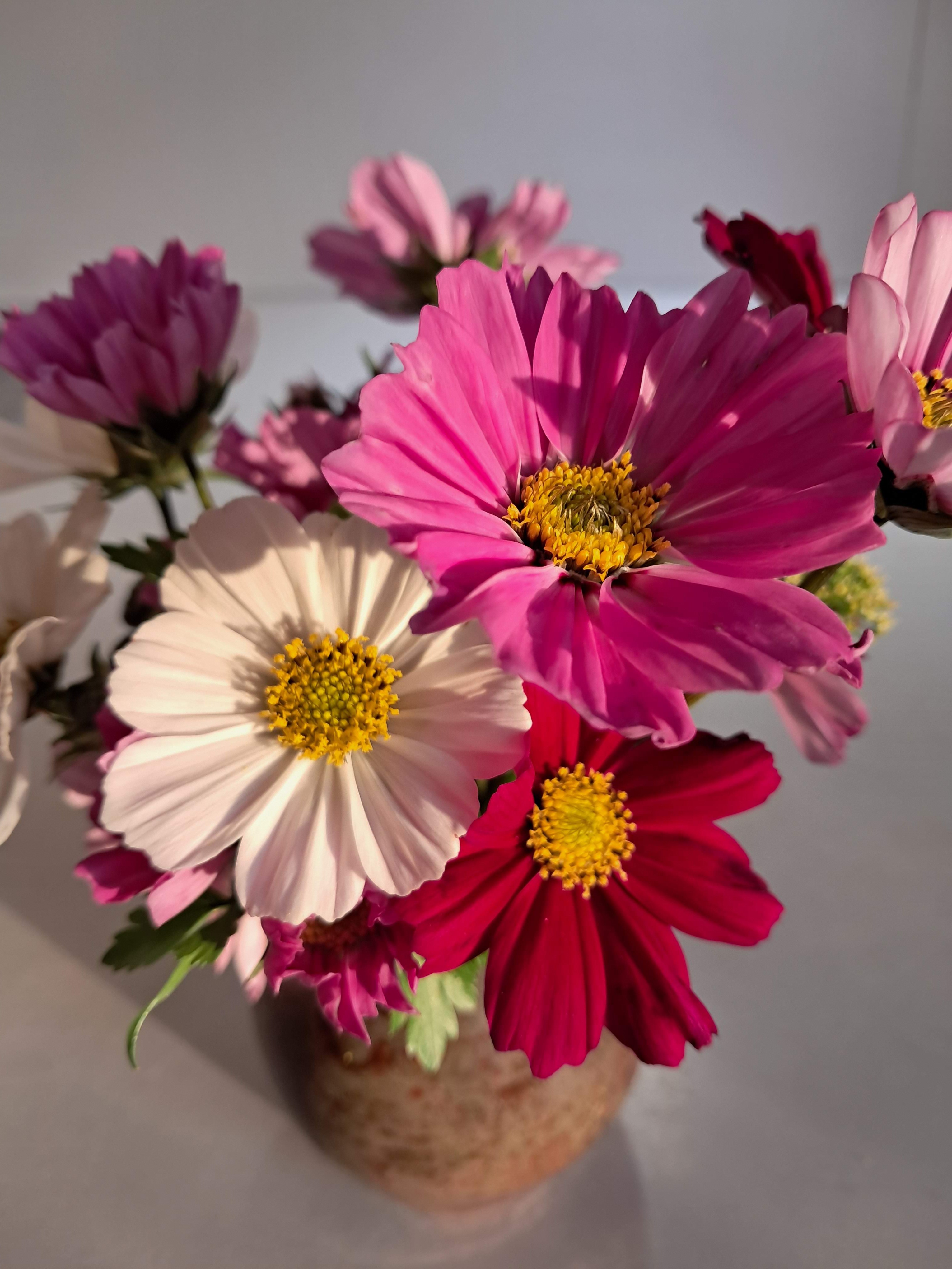 Cosmos