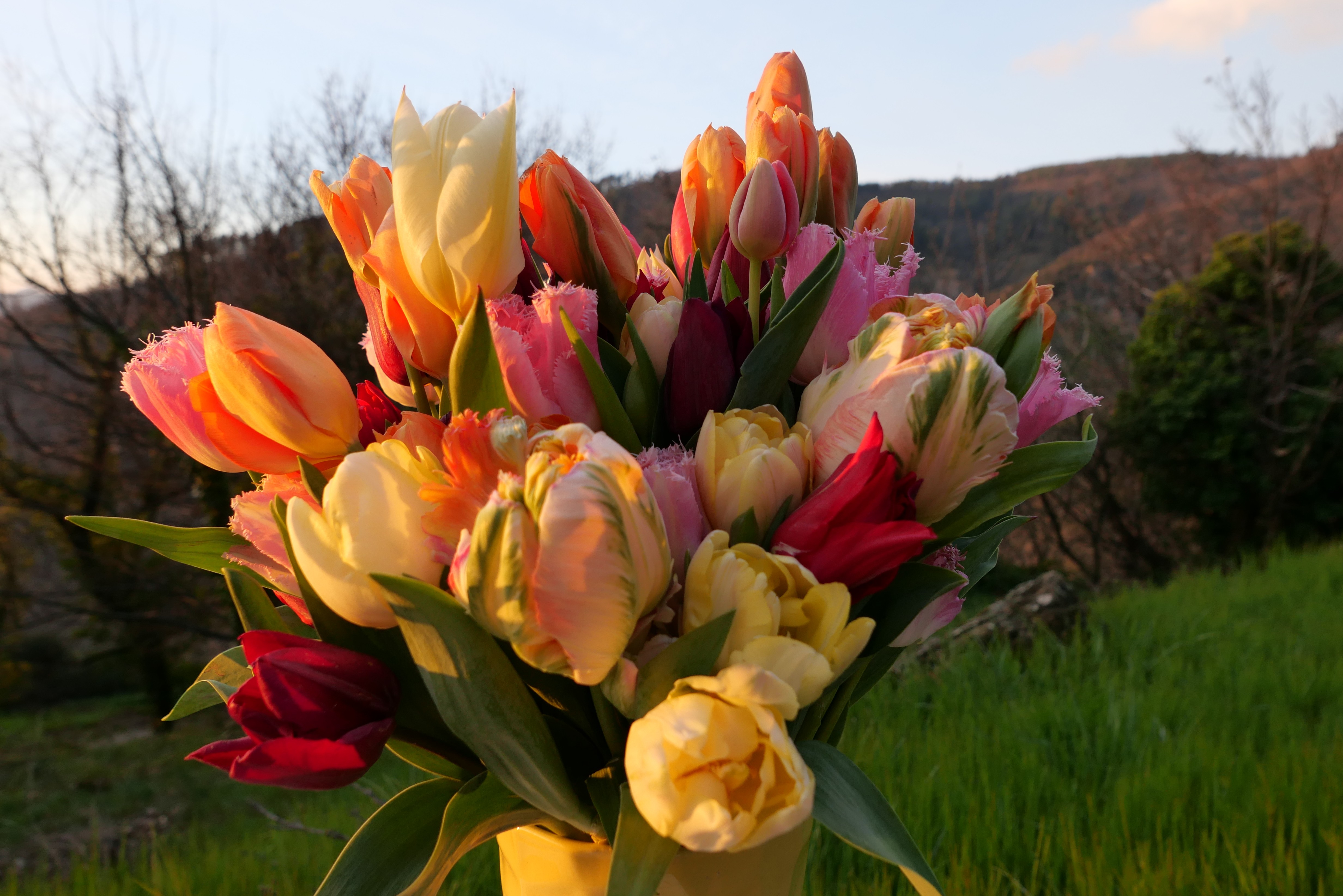 Tulipe