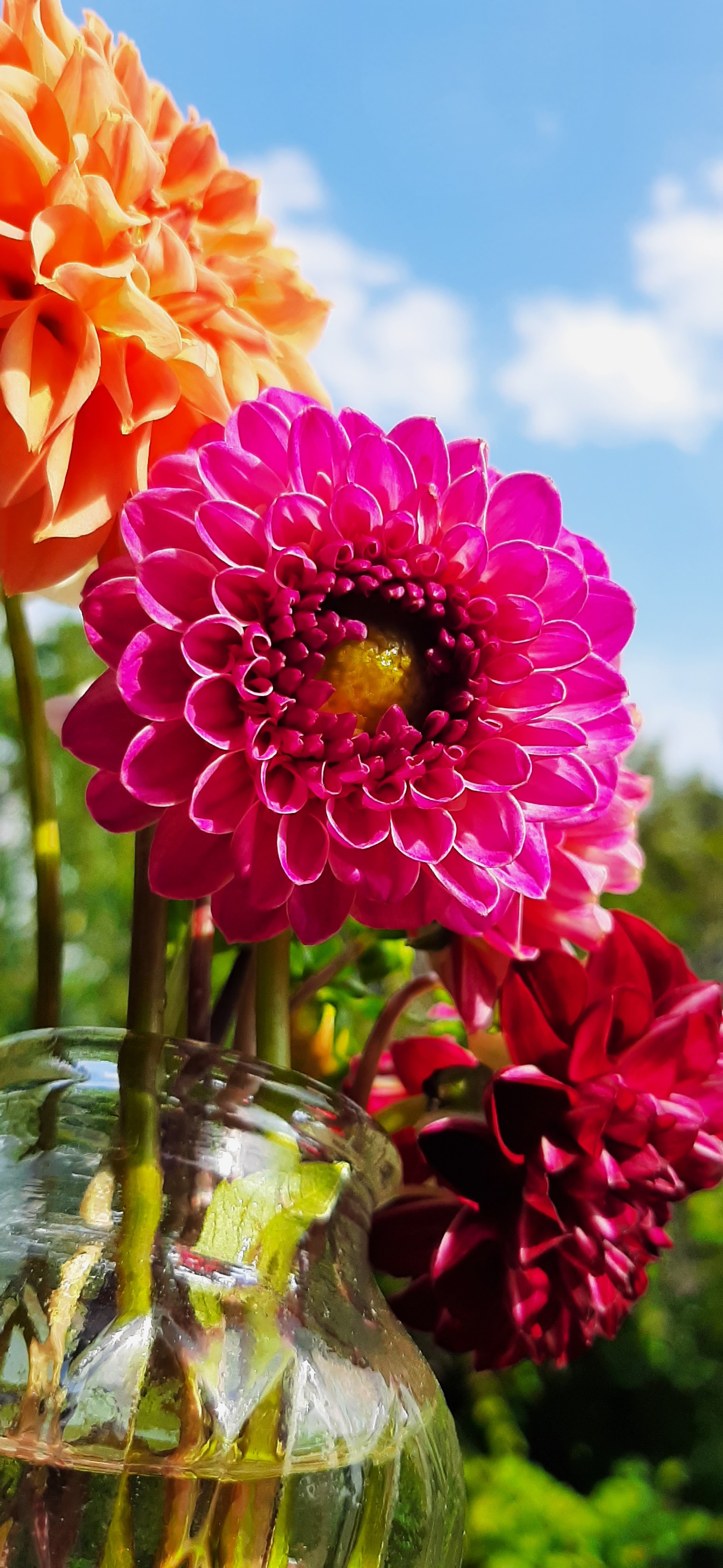 Dahlia