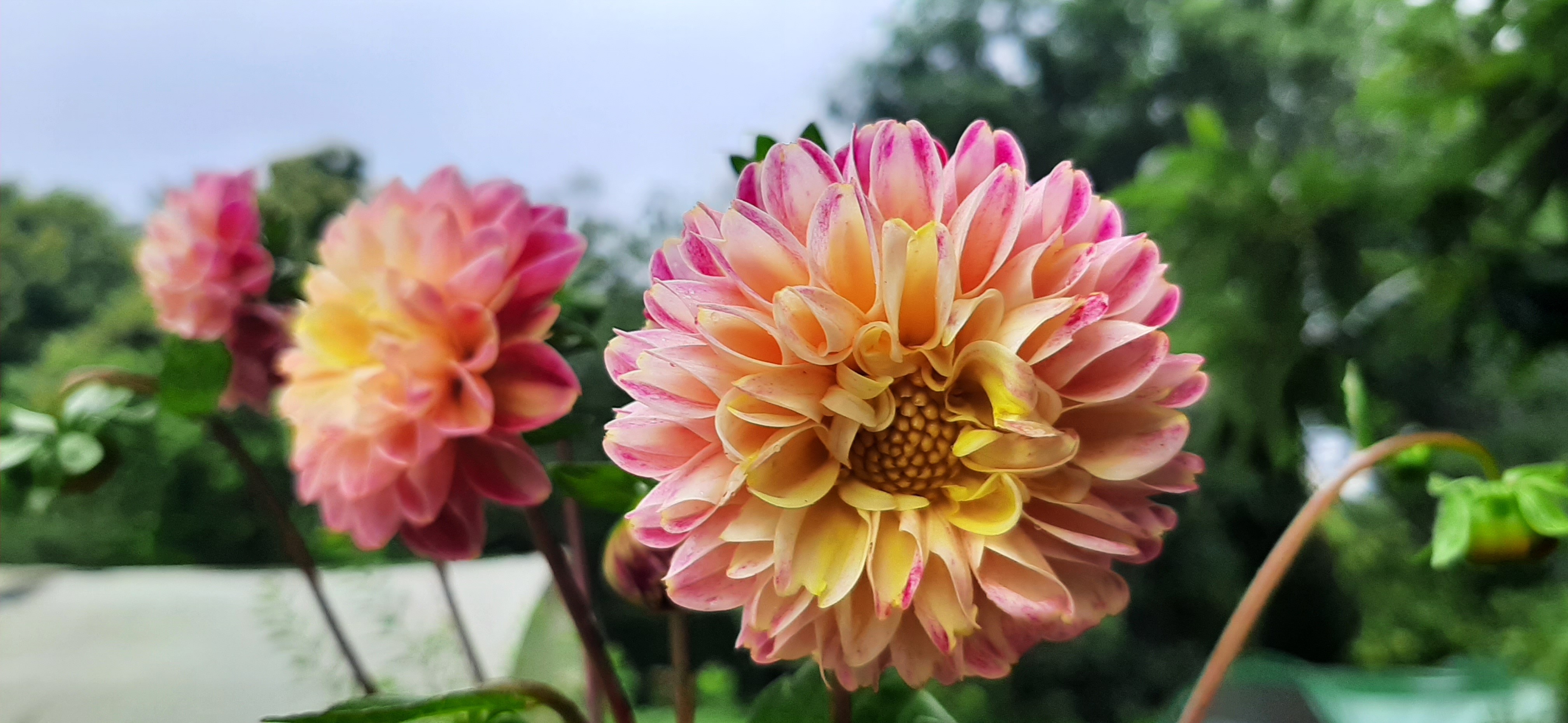 Dahlia