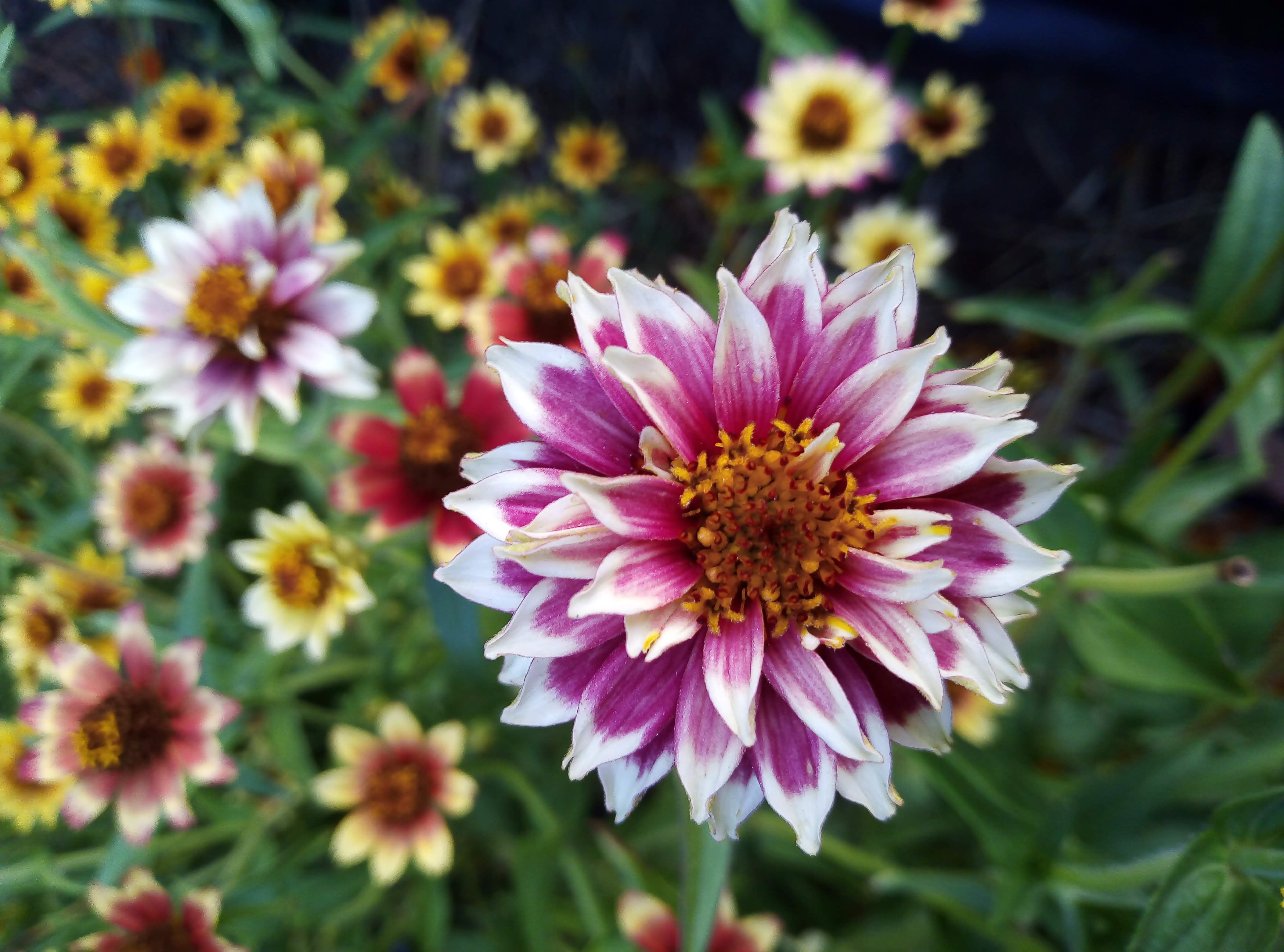 Zinnia