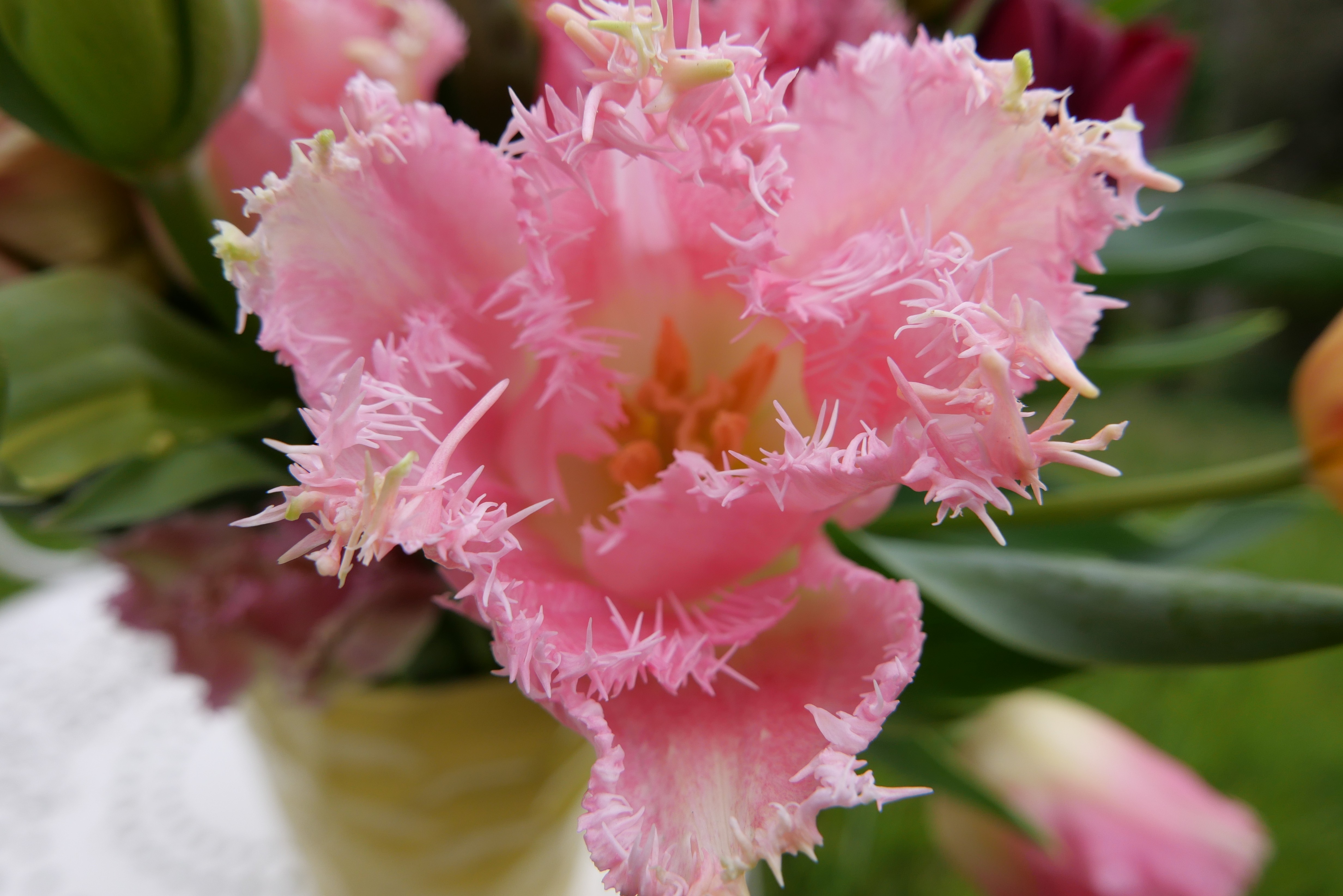 Tulipe