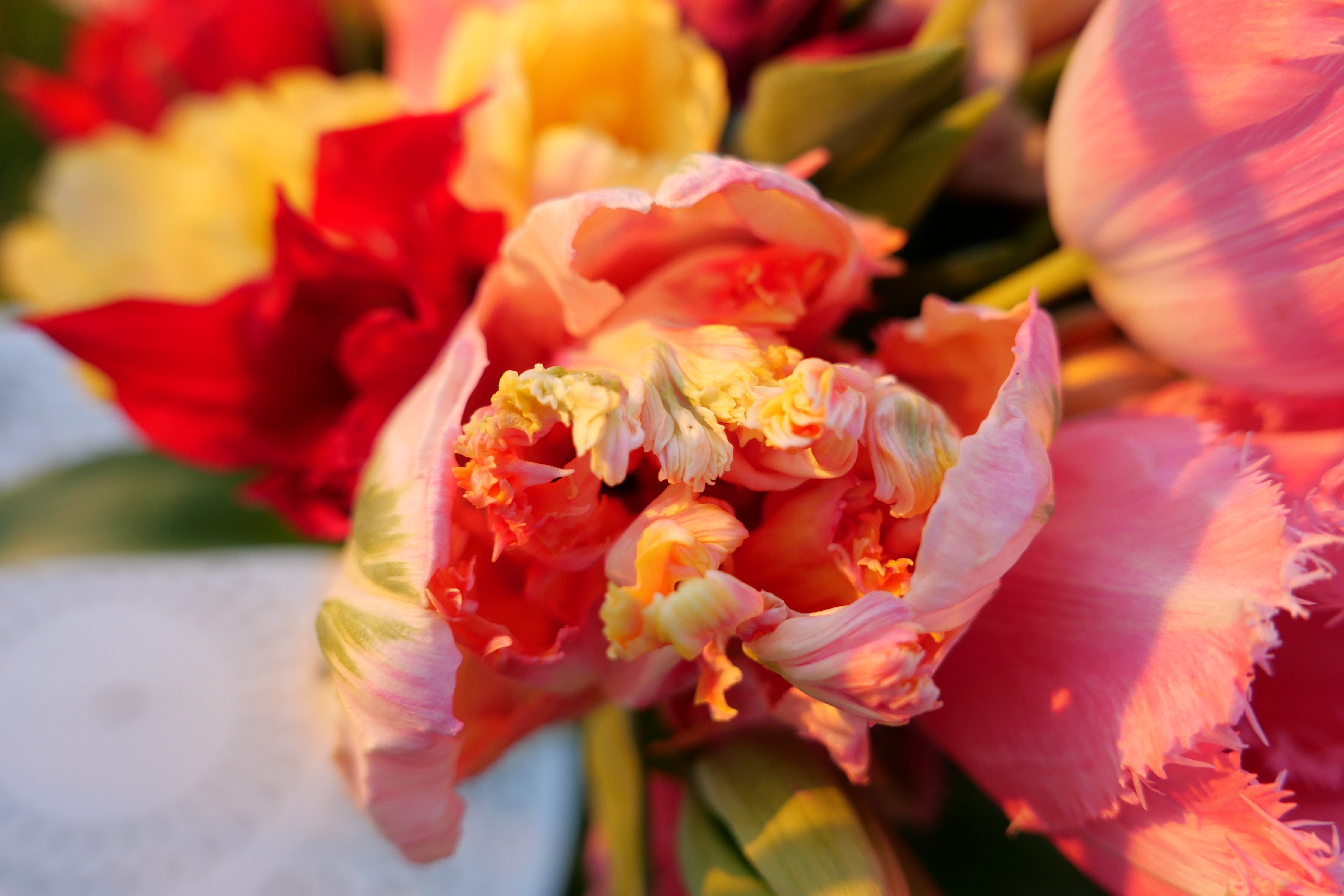 Tulipe